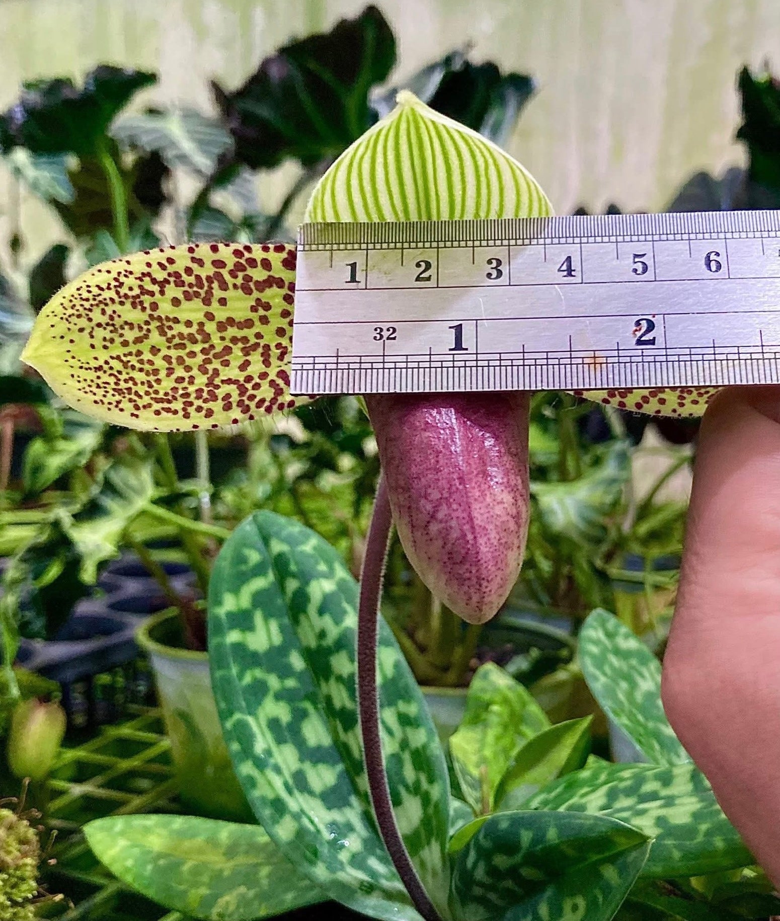 Paphiopedilum sukhakulii ‘4N’ (3rd Generation)