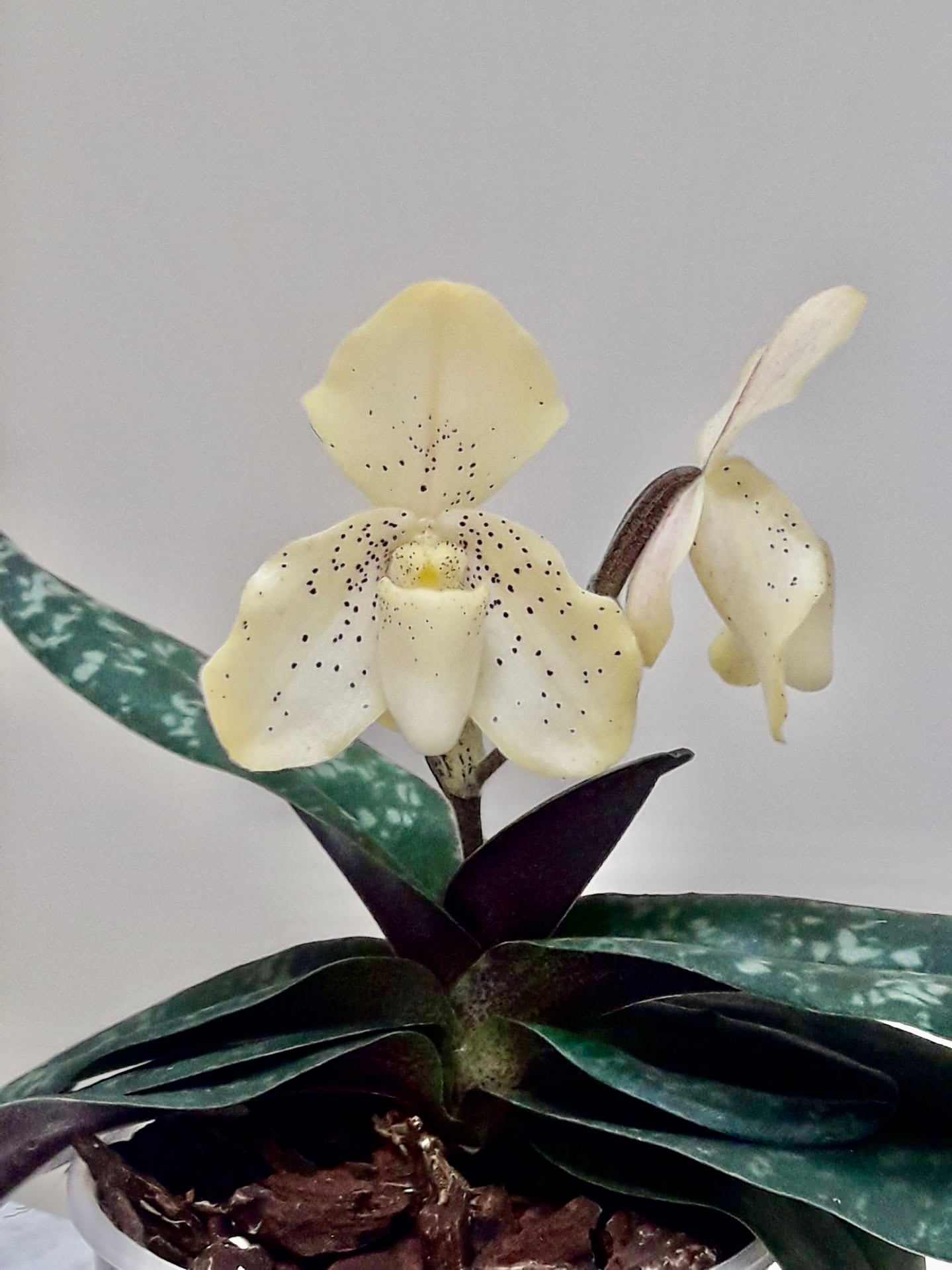Paphiopedilum concolor "Big"