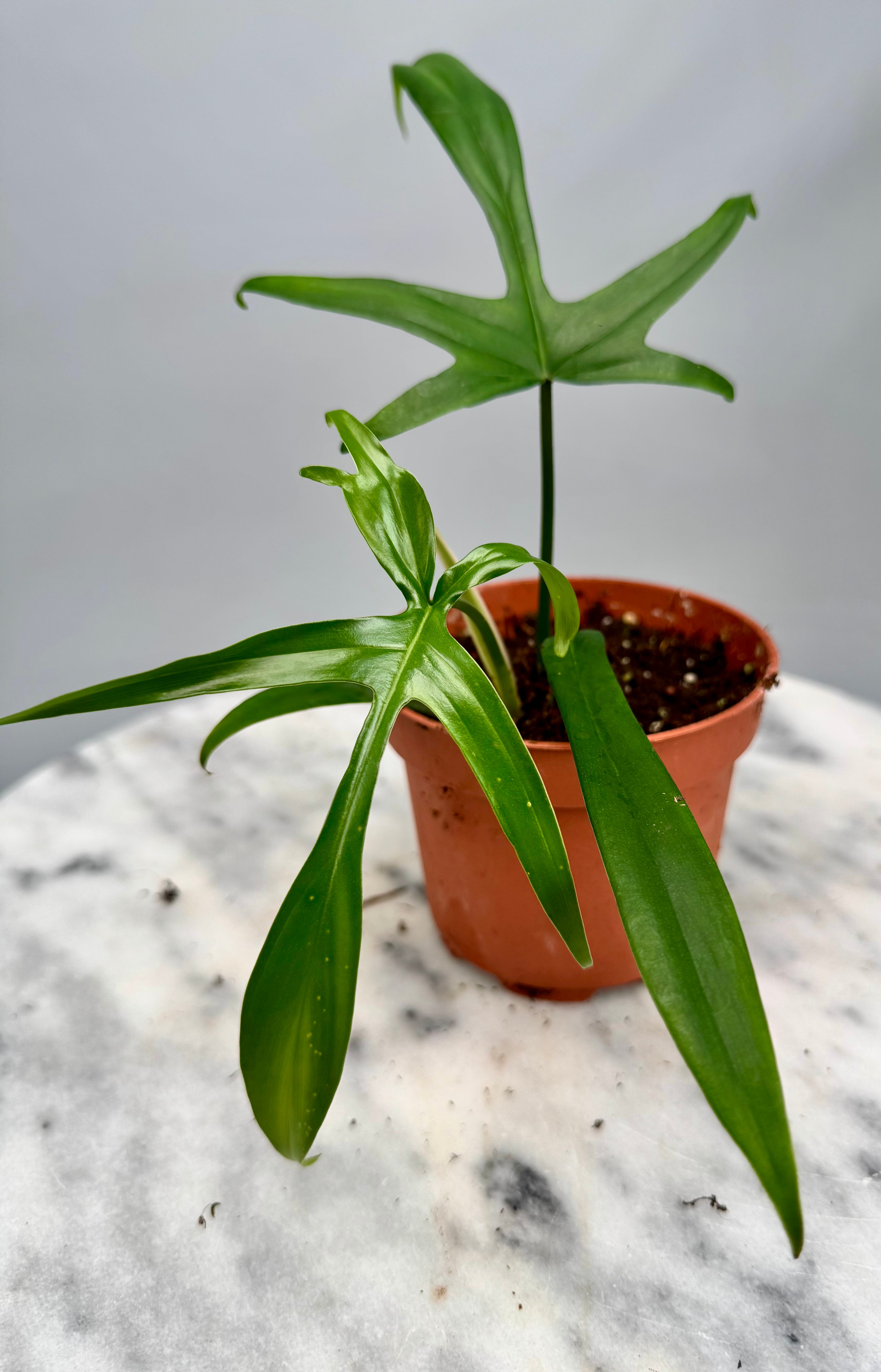 Philodendron Florida Beauty (Green) x polypodioides