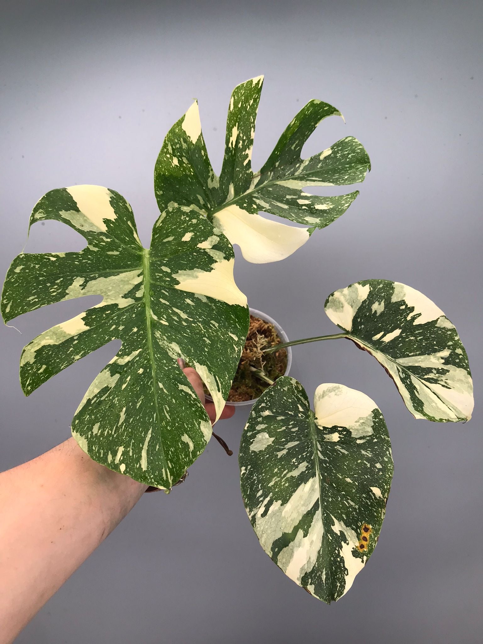 Monstera White snow nr 1