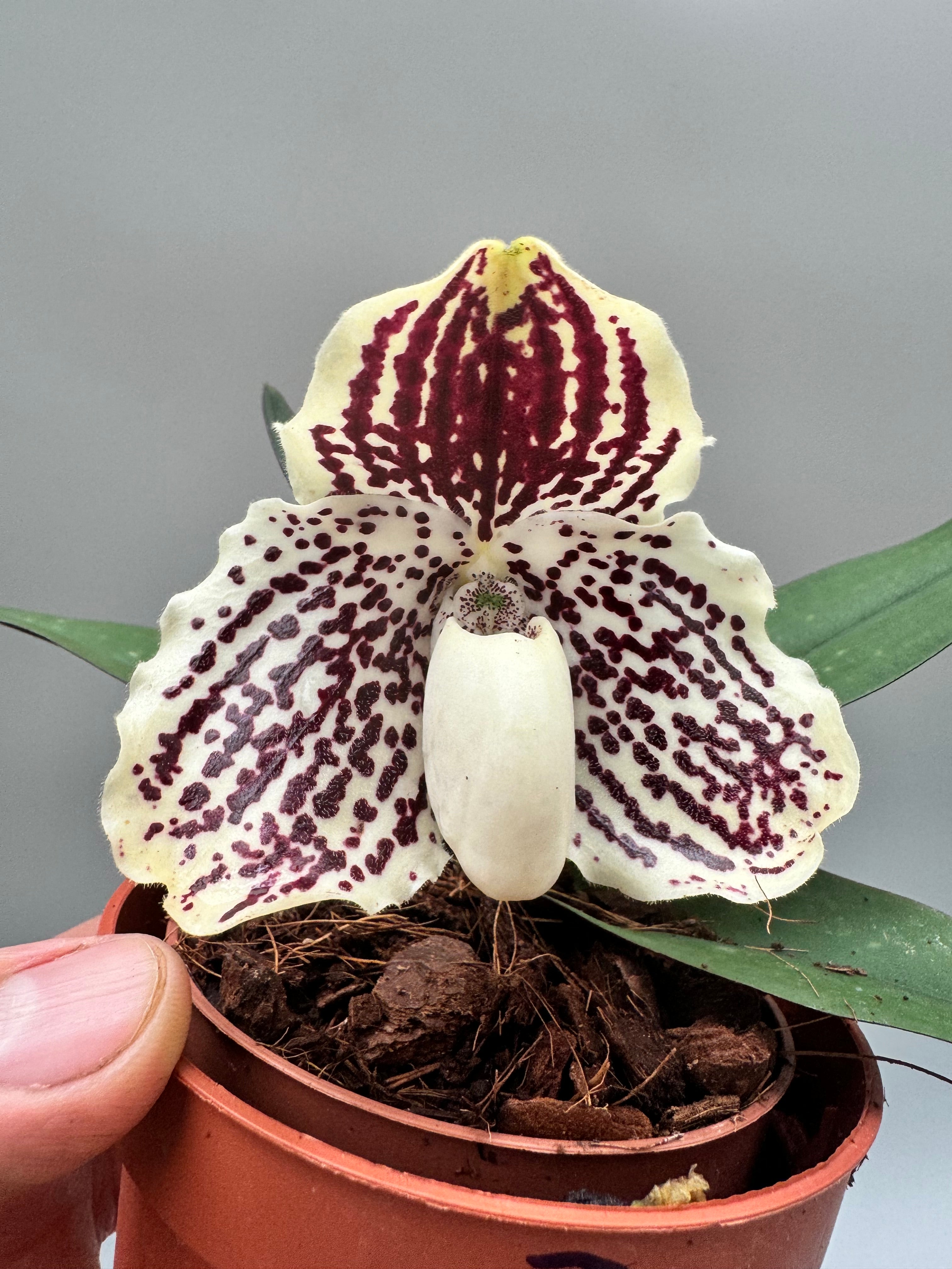 Paphiopedilum leucochilum "White 4N"