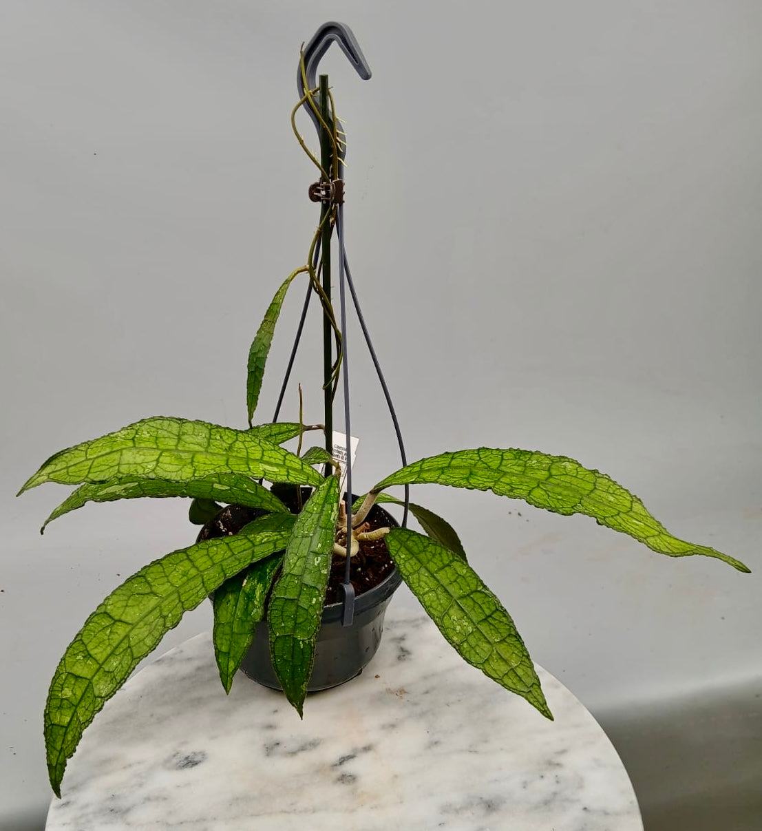 Hoya clemensiorum (Big plant)