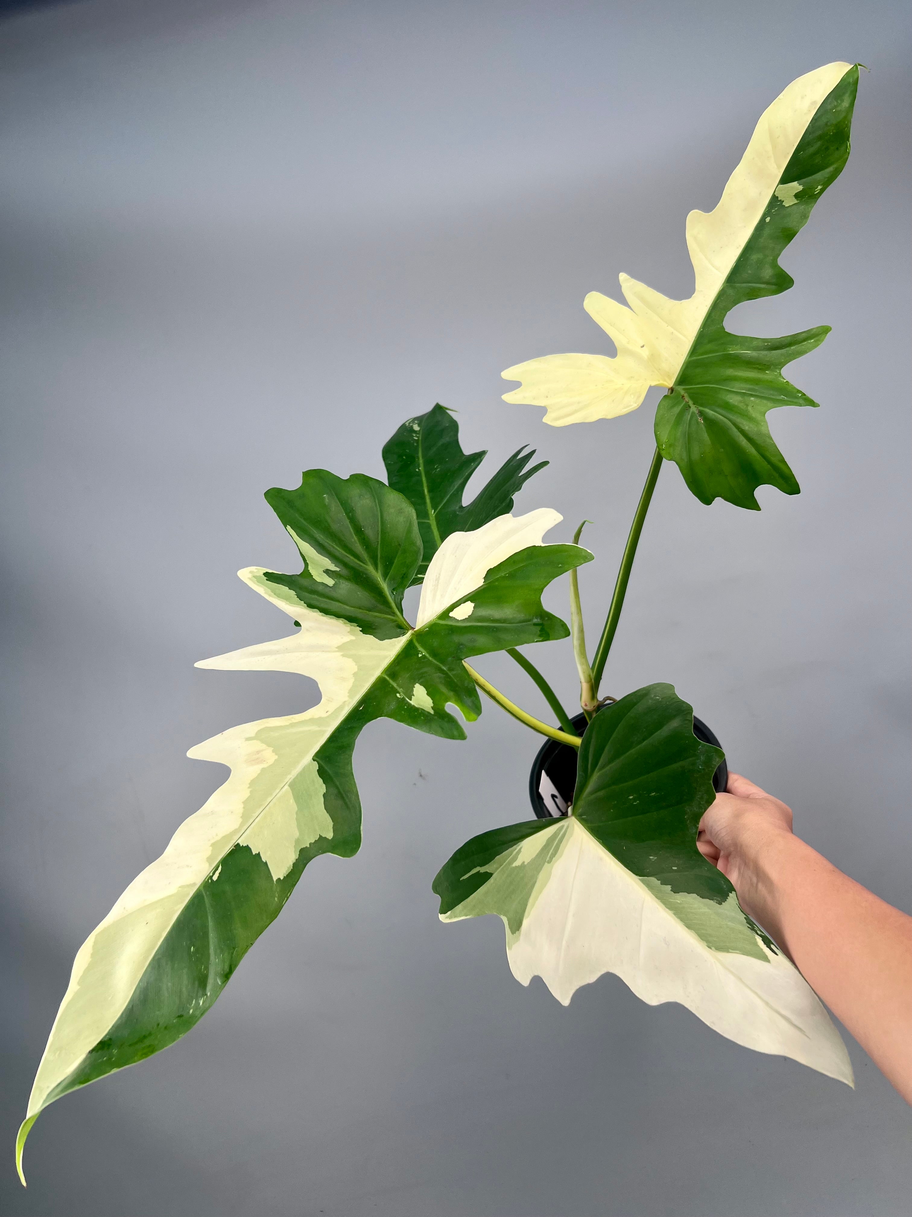 Philodendron Golden Dragon variegated albo