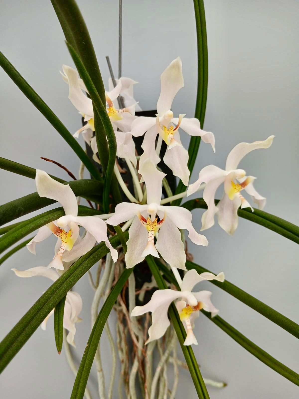 Paraphalaenopsis laycockii var semi alba