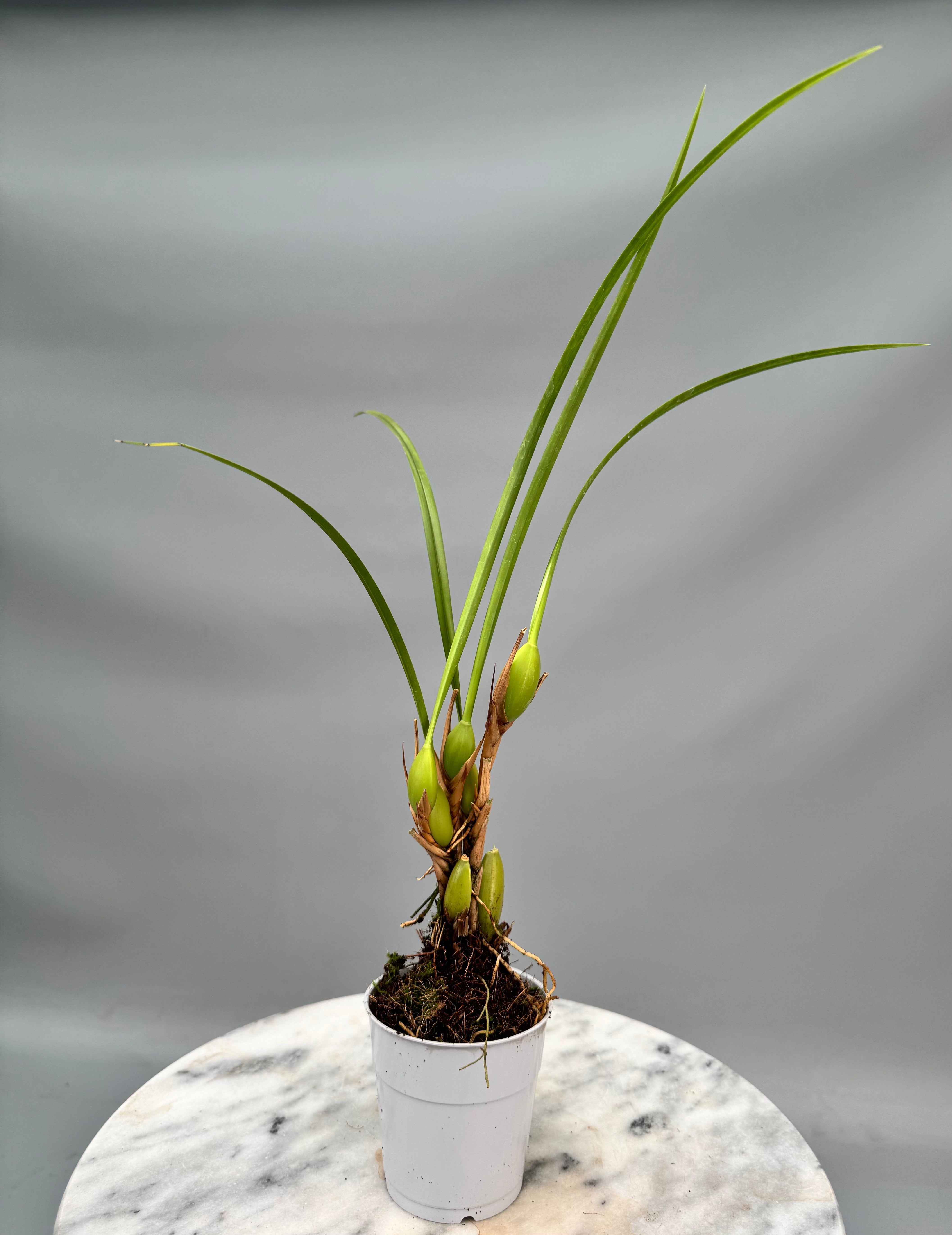 Maxillaria tenuifolia