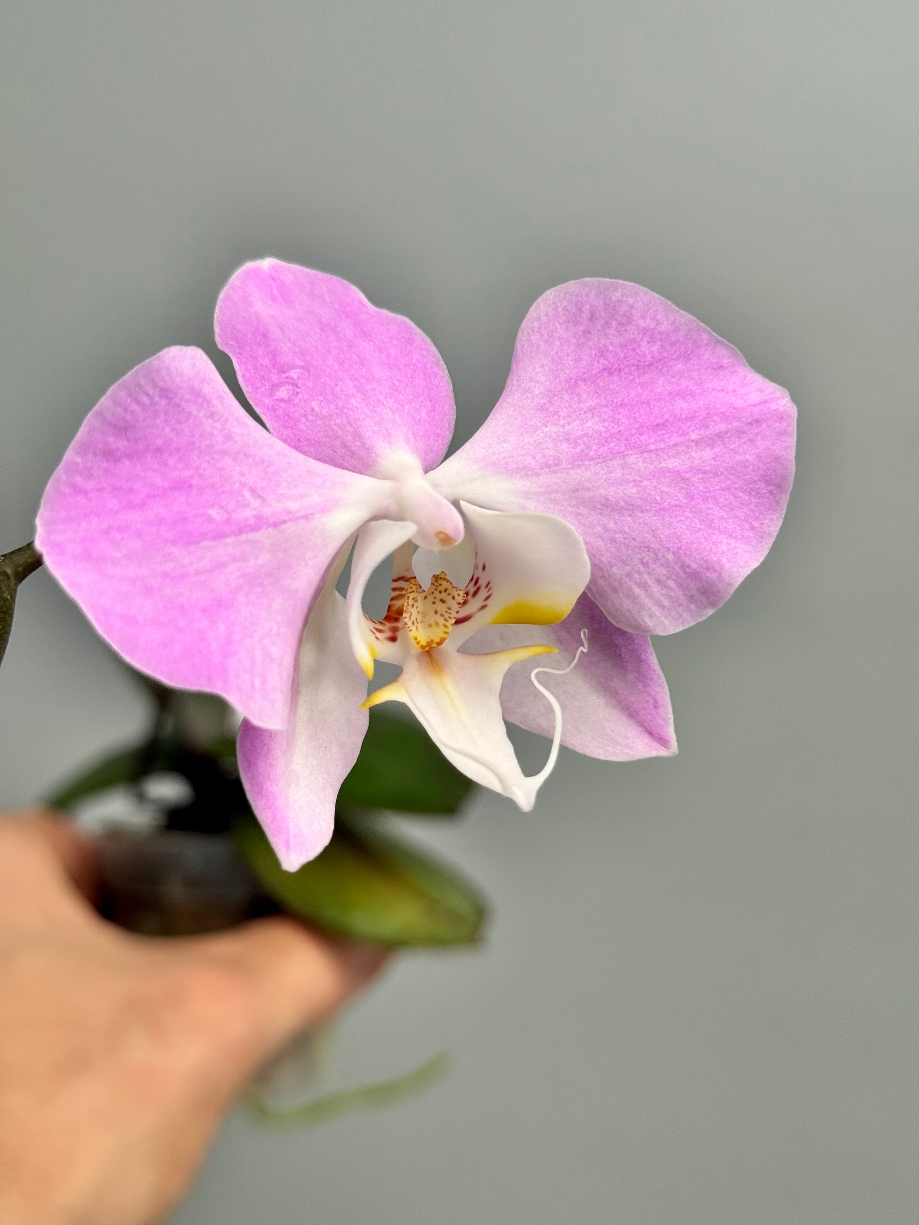 Phalaenopsis sanderiana ‘Big Plant’