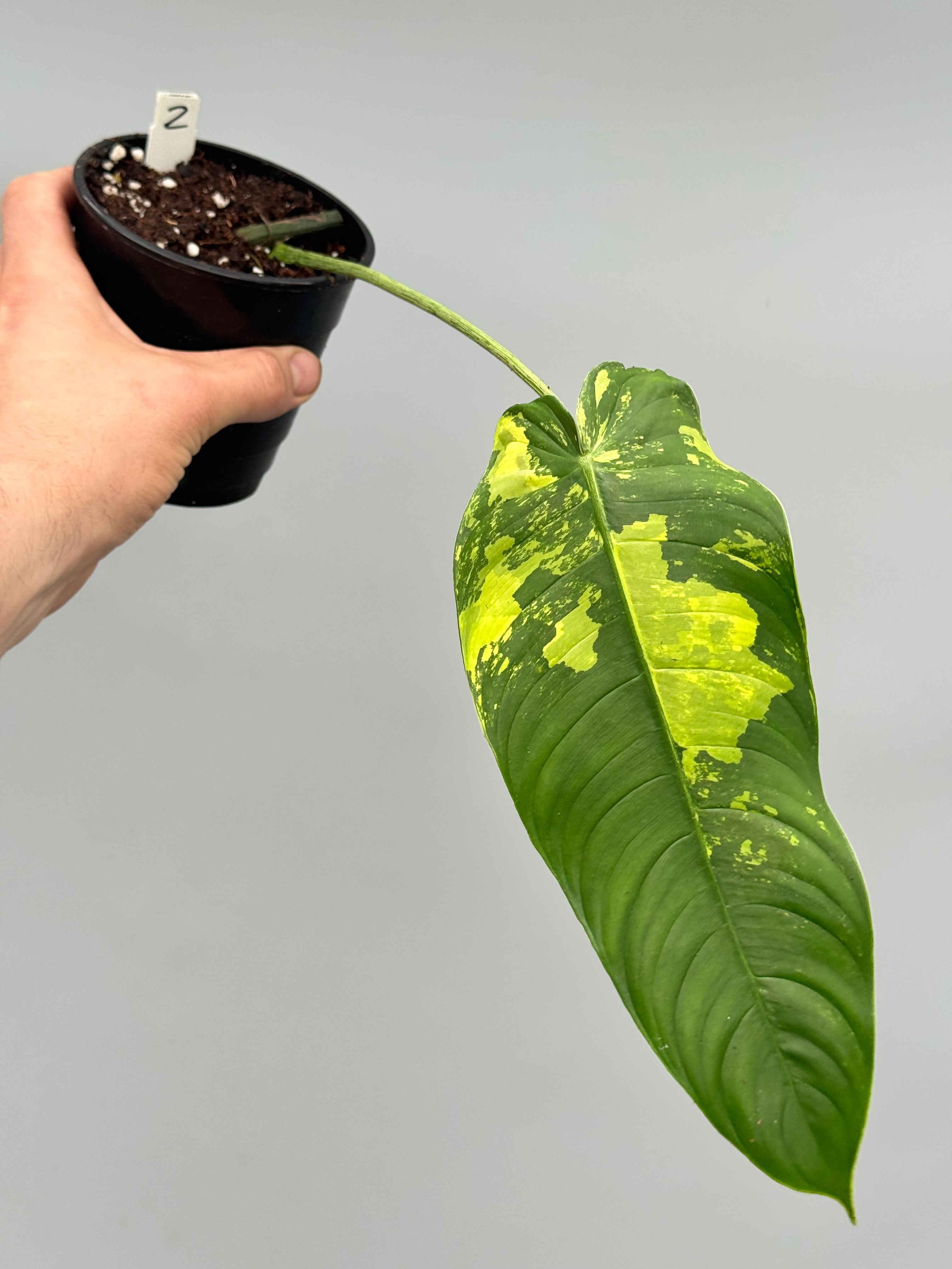 dieffenbachia and philodendron Philodendron sharoniae Mosquera Variegata (1 Leaf Cutting)