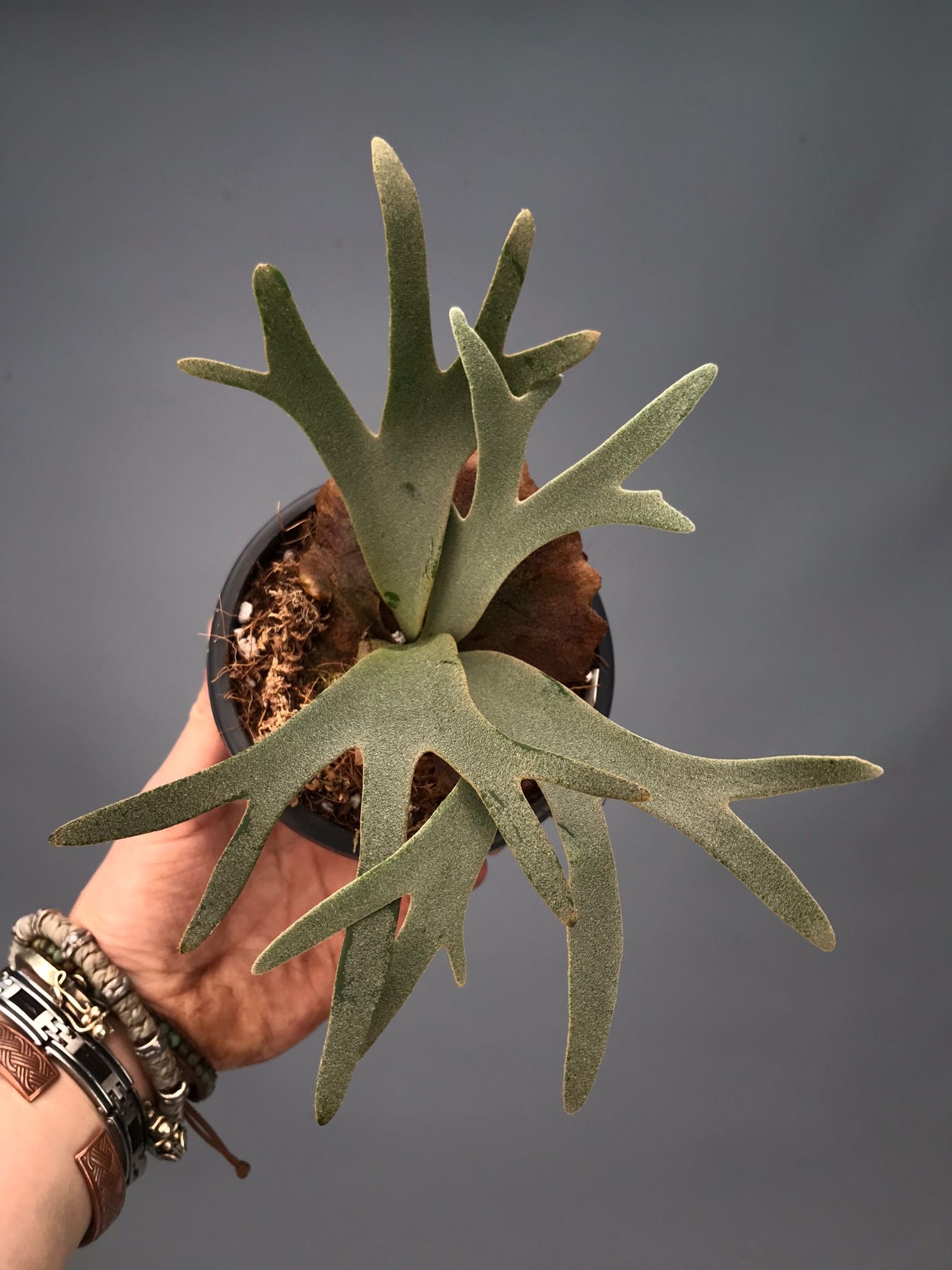 Platycerium willinckii "OMG"