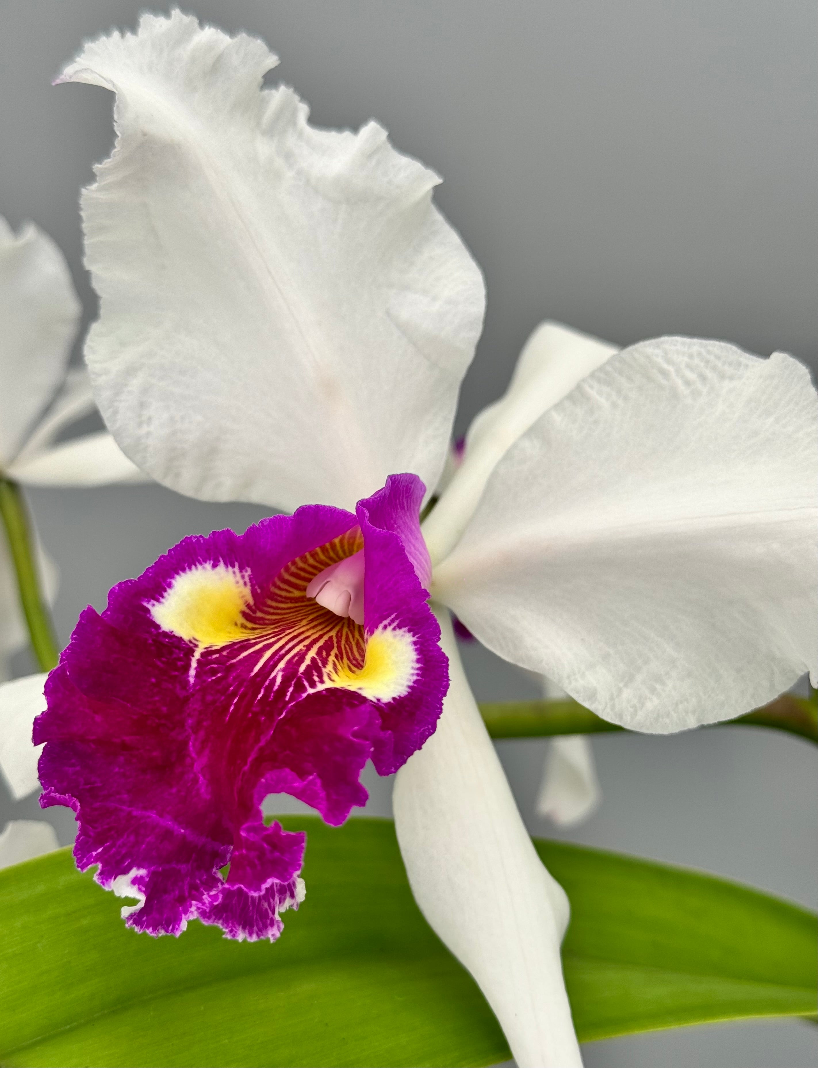 Cattleya warscewiczii semi-alba 'Bedford' BM/JOGA