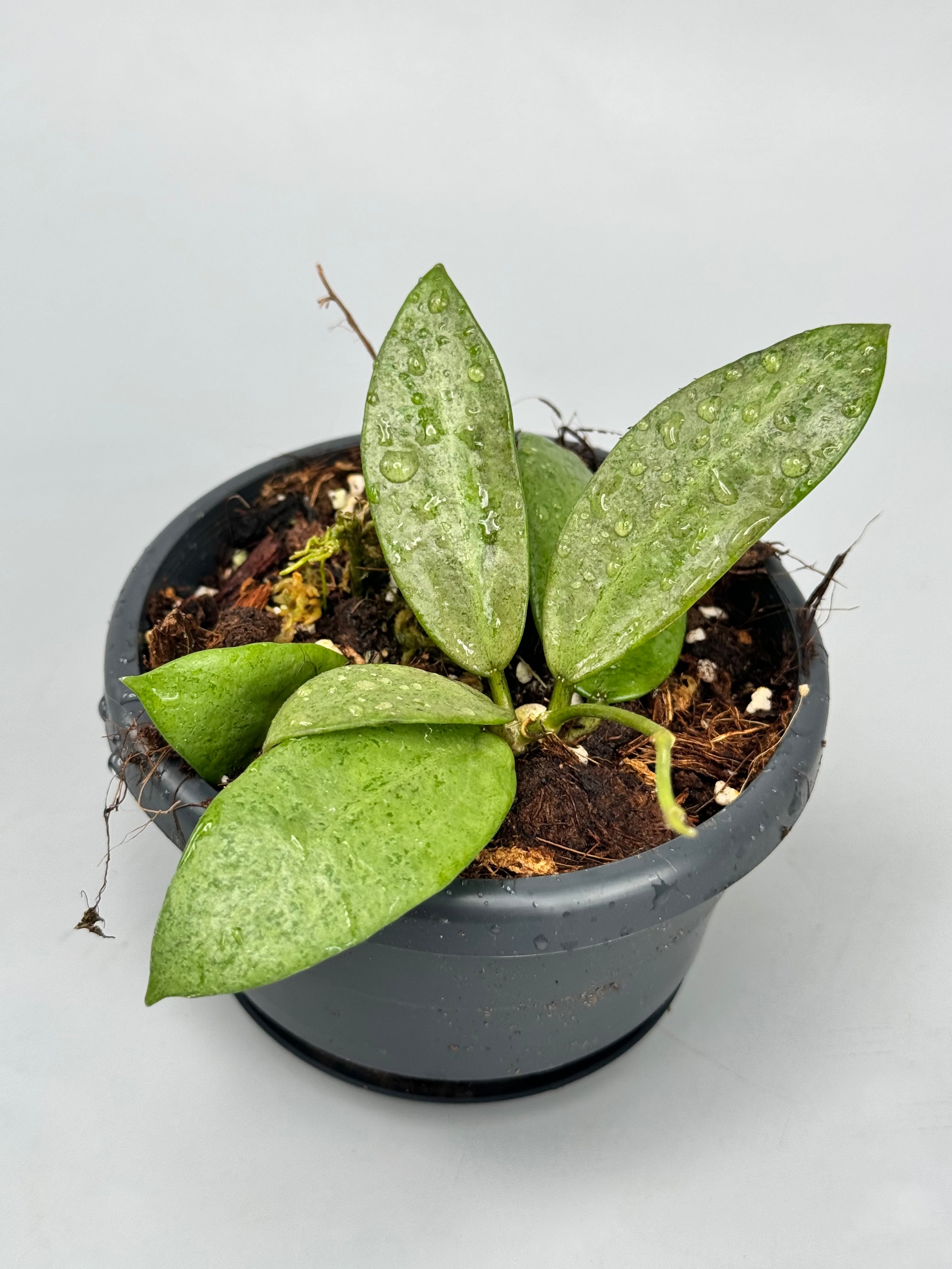 Hoya cv. Silver Dollar