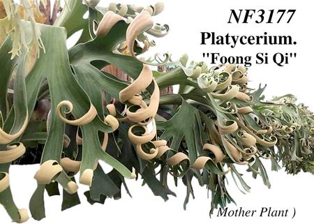Platycerium Foongsiqi