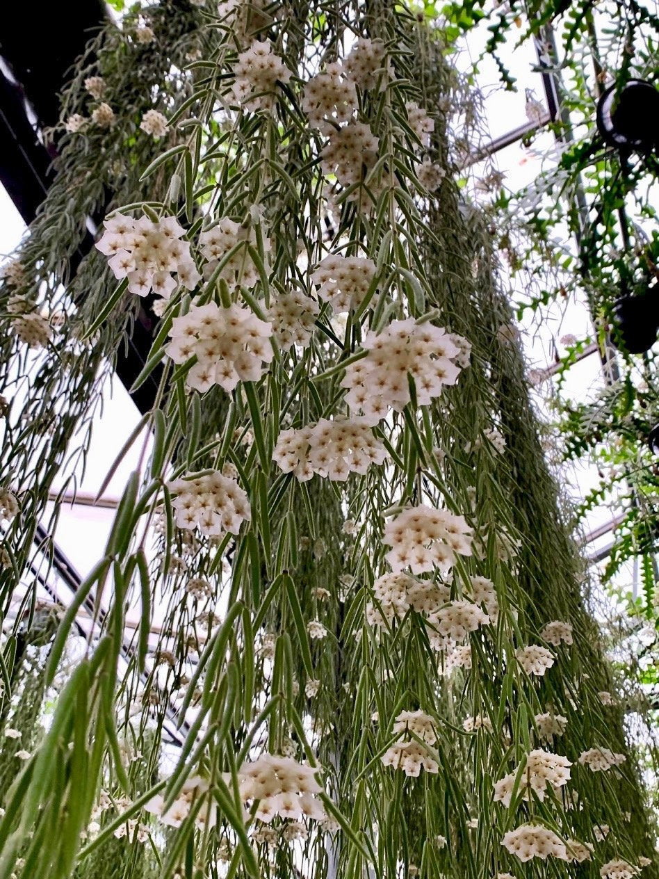 Hoya linearis