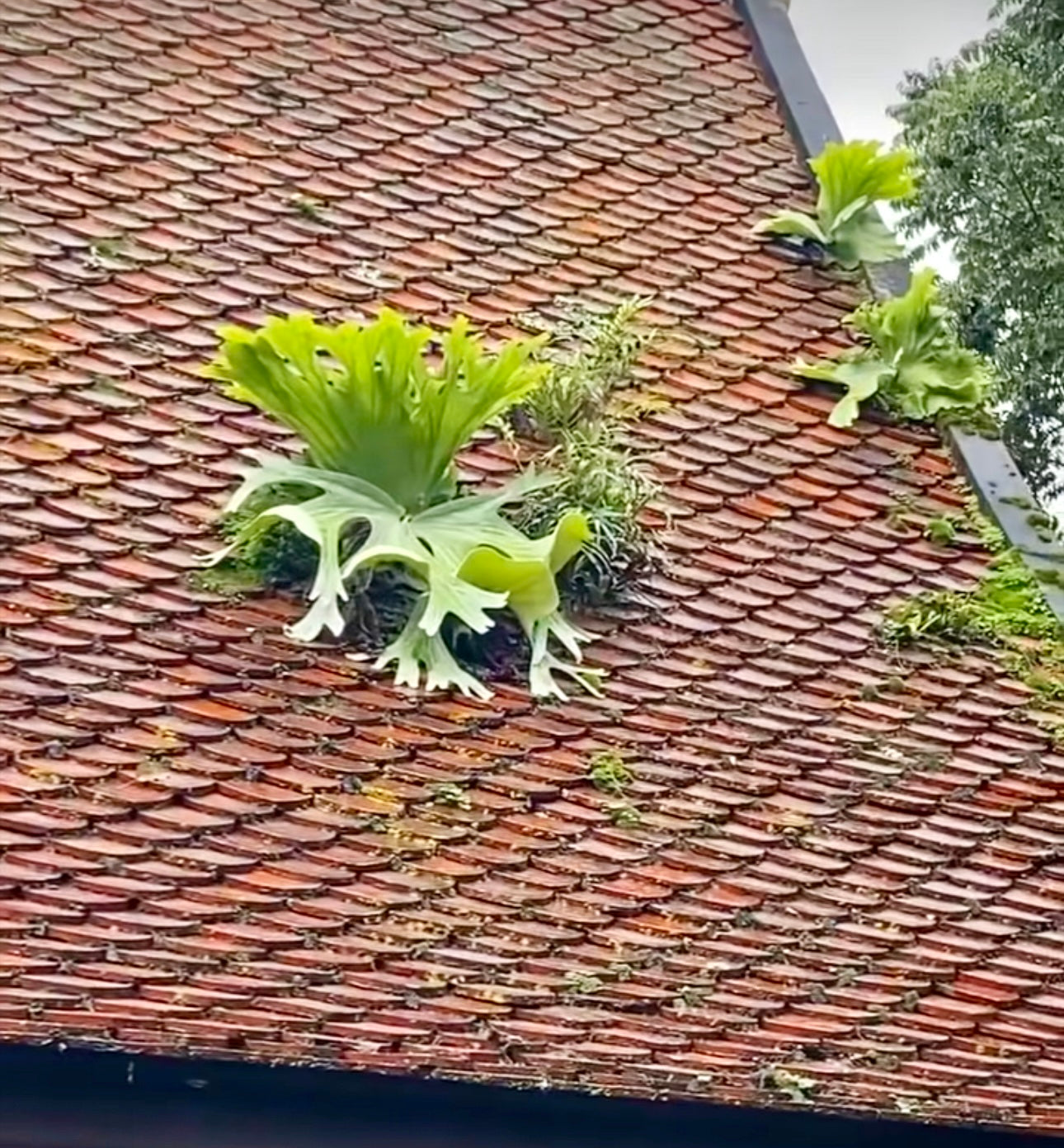 Platycerium wallichii