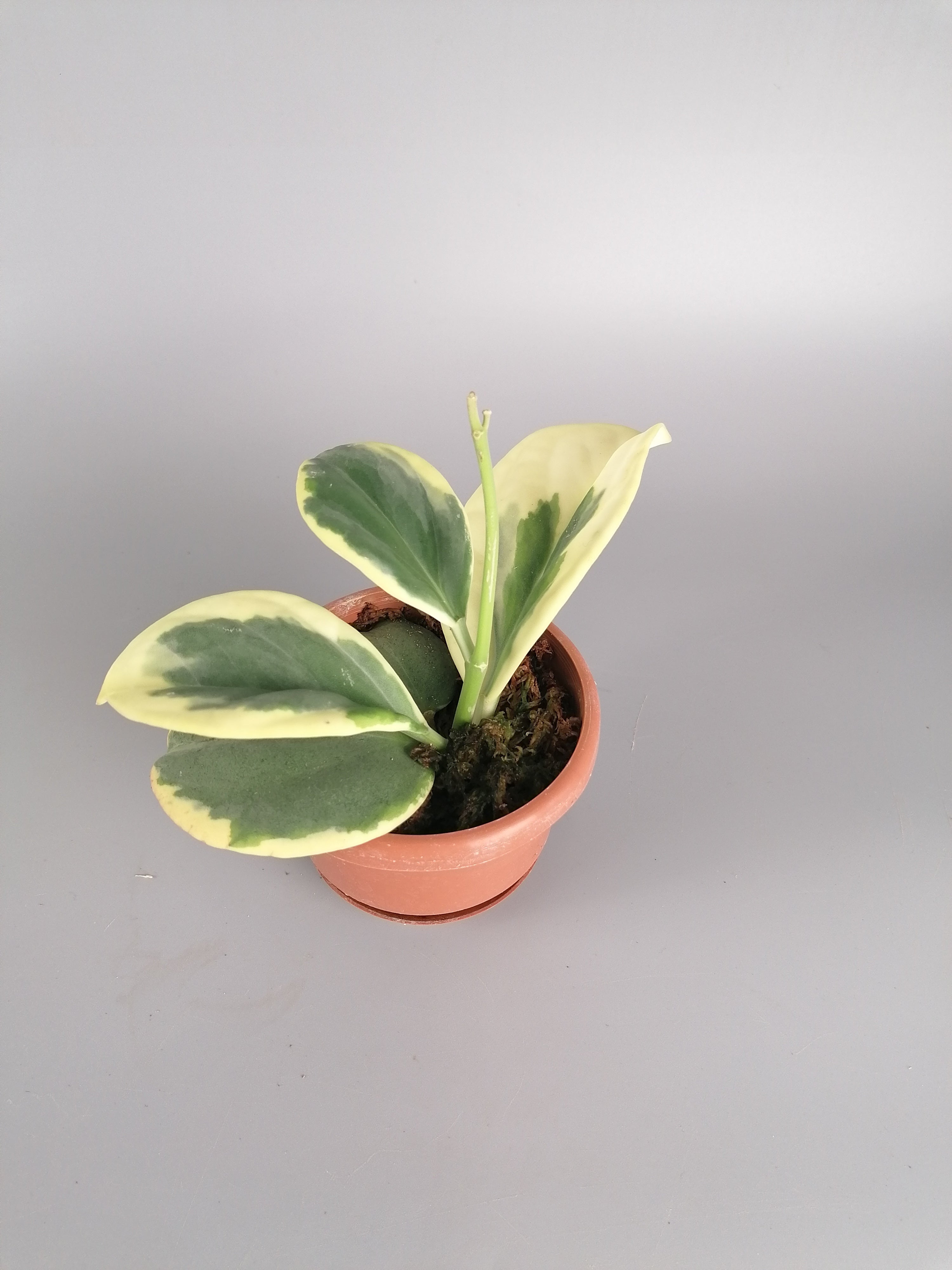 Hoya Pachyclada variegated "White" Big Leaves (Highly Variegated)