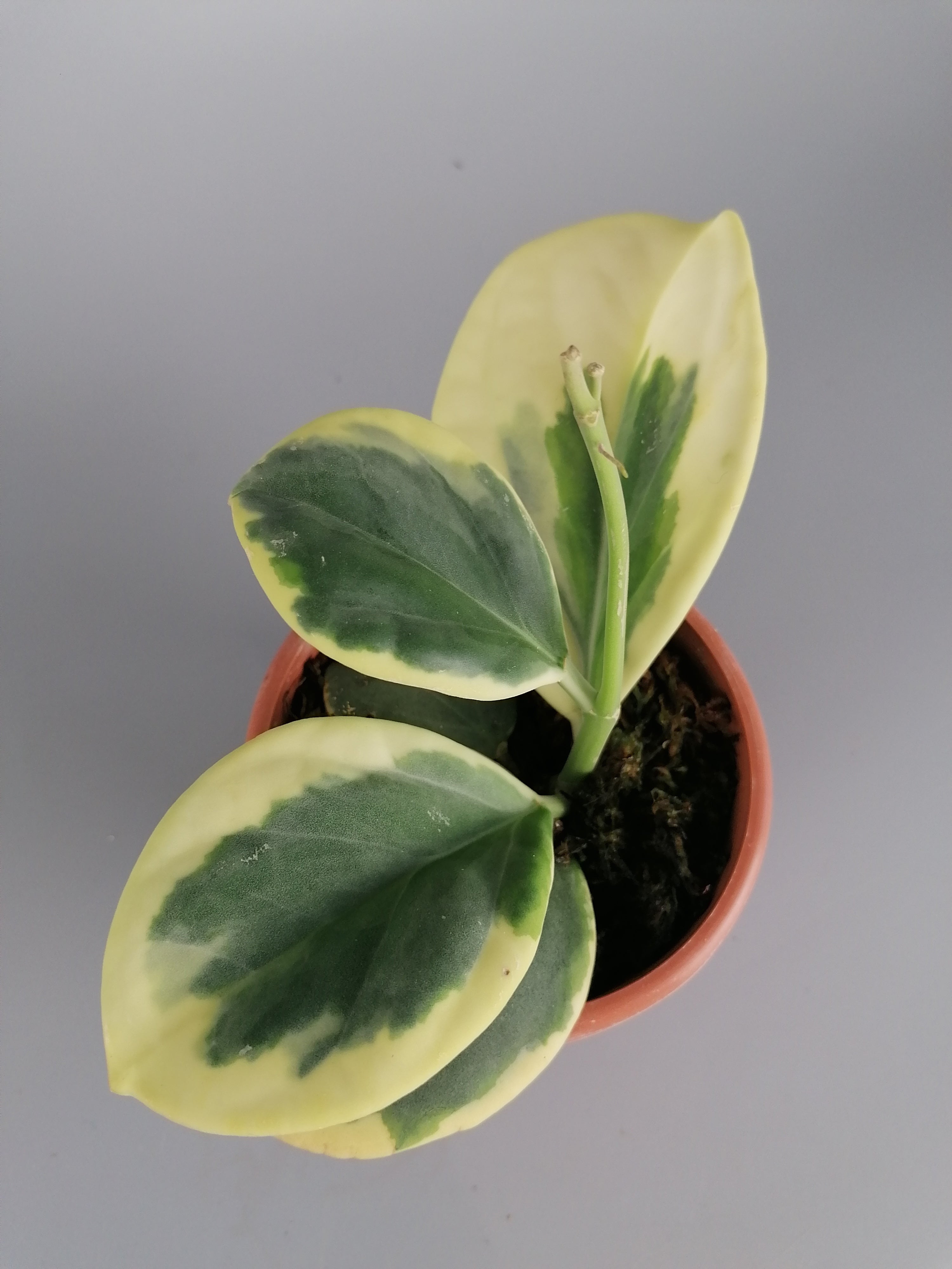 Hoya Pachyclada variegated "White" Big Leaves (Hochgradig Variegated)