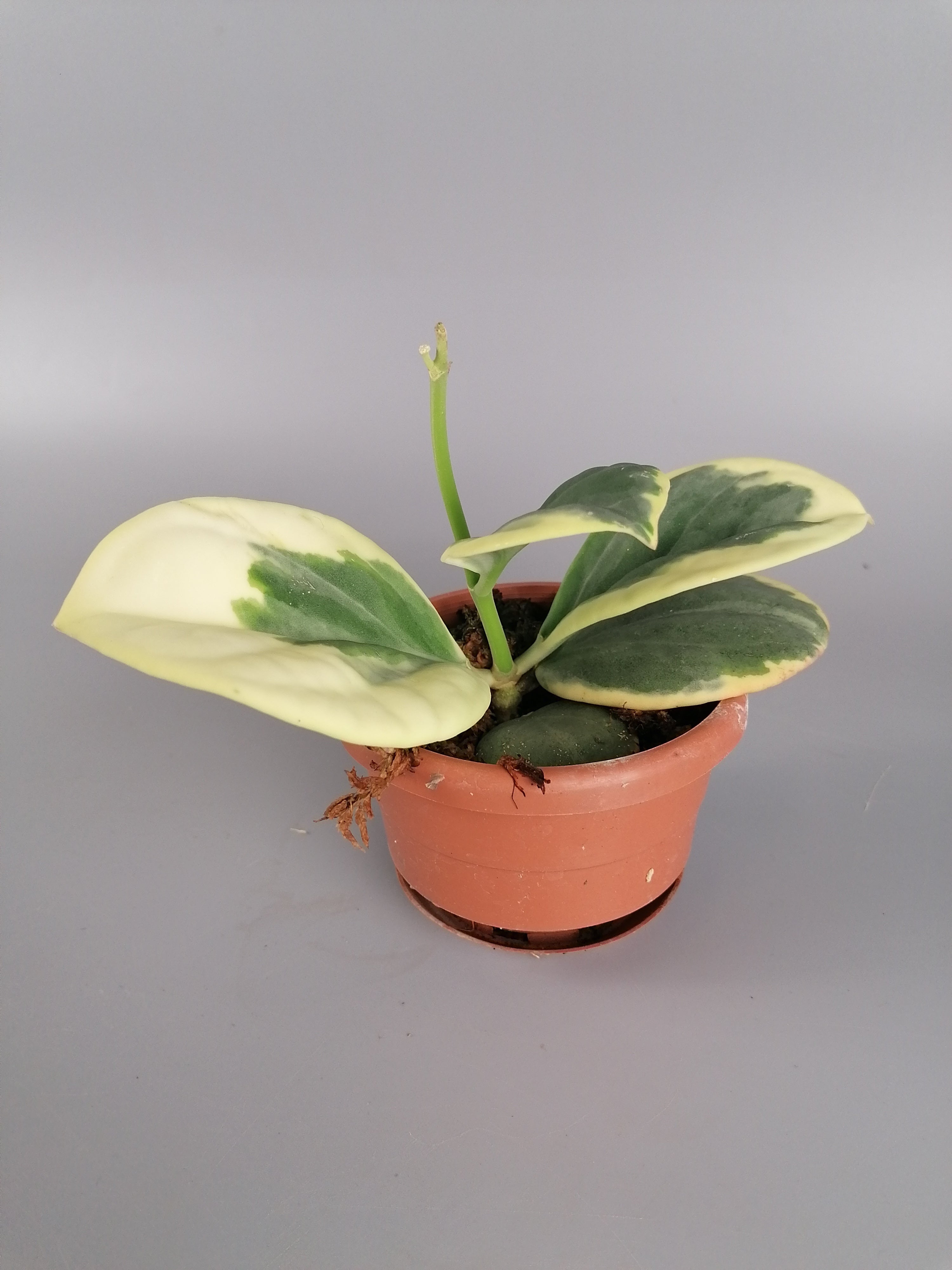 Hoya Pachyclada variegated "White" Big Leaves (Hochgradig Variegated)