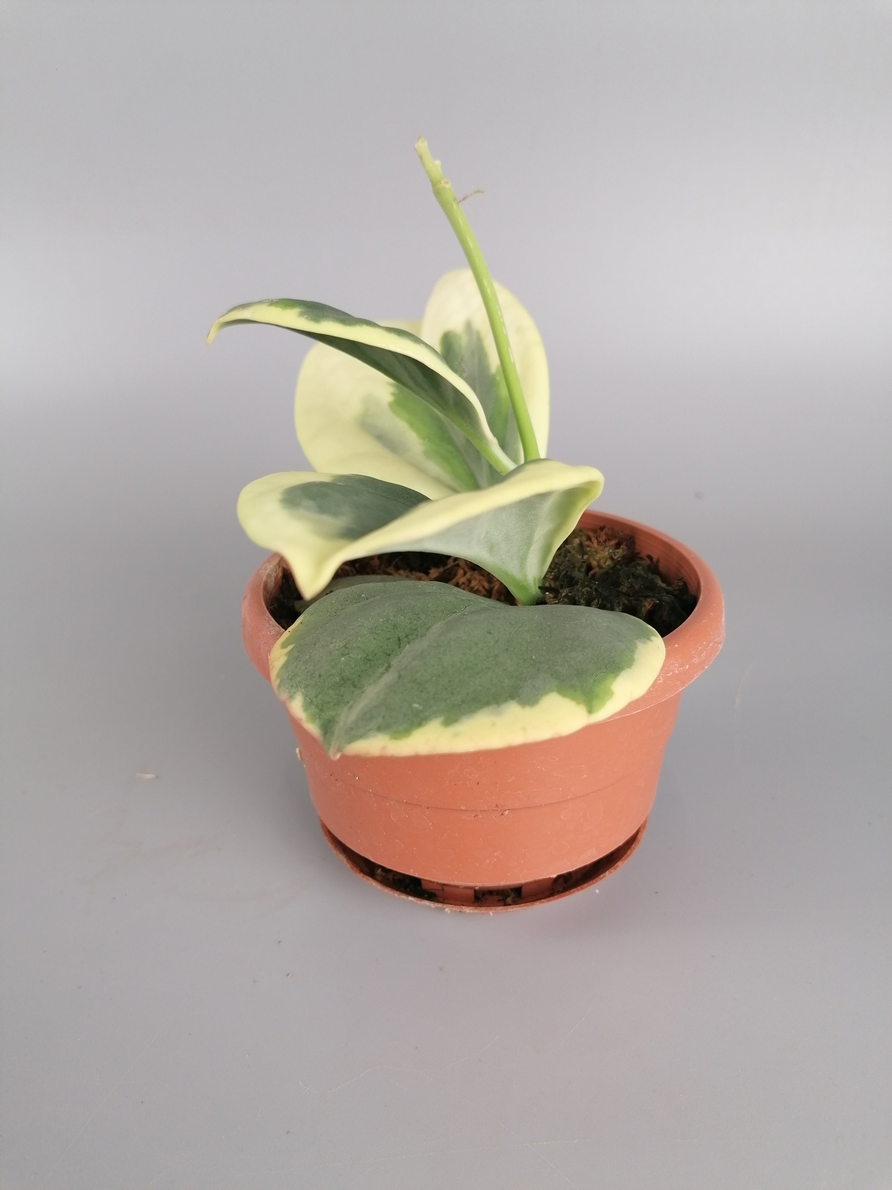 Hoya Pachyclada variegated "White" Big Leaves (Highly Variegated)