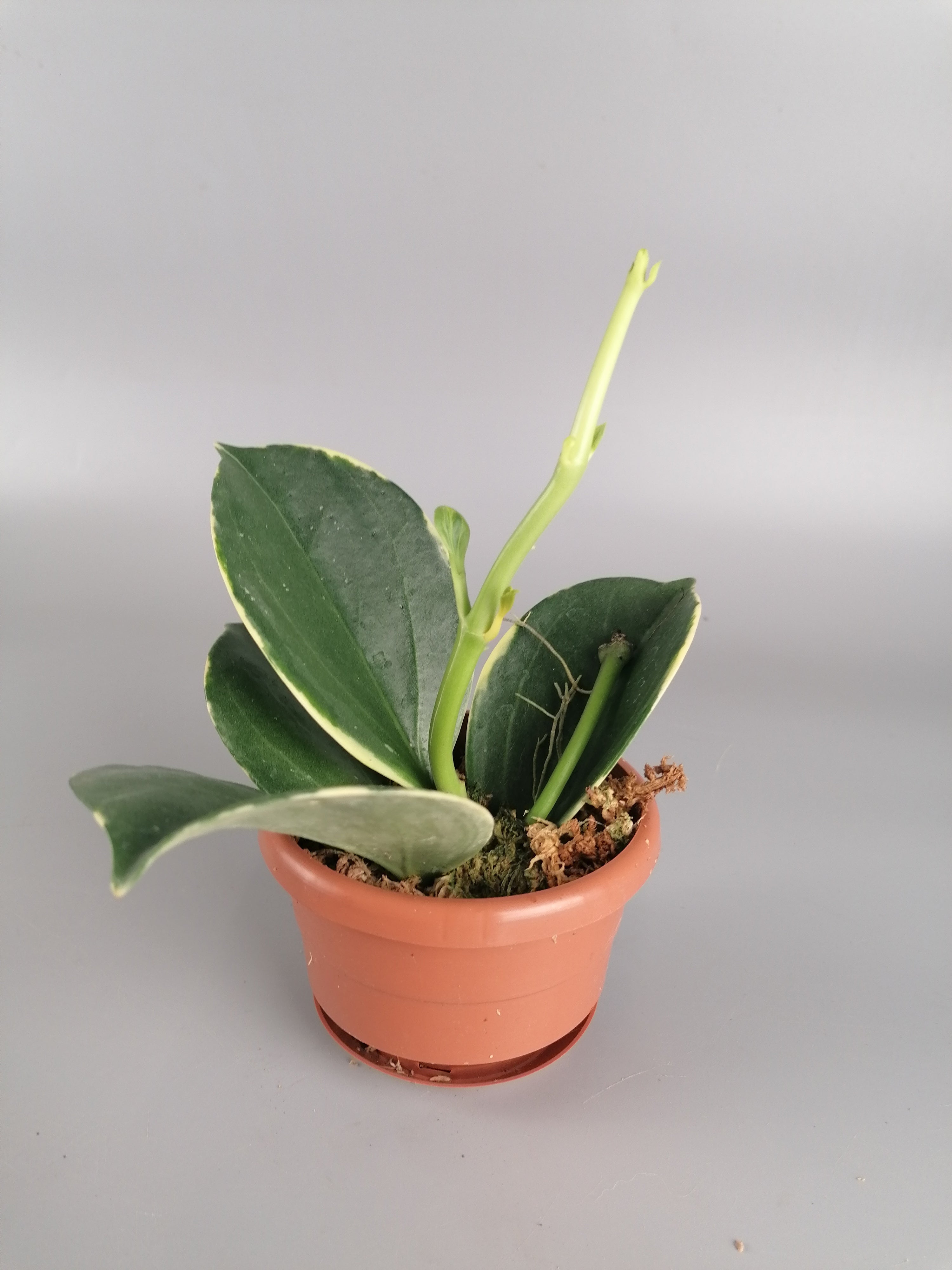 Hoya Pachyclada variegated "White" Big Leaves (Less Variegata)