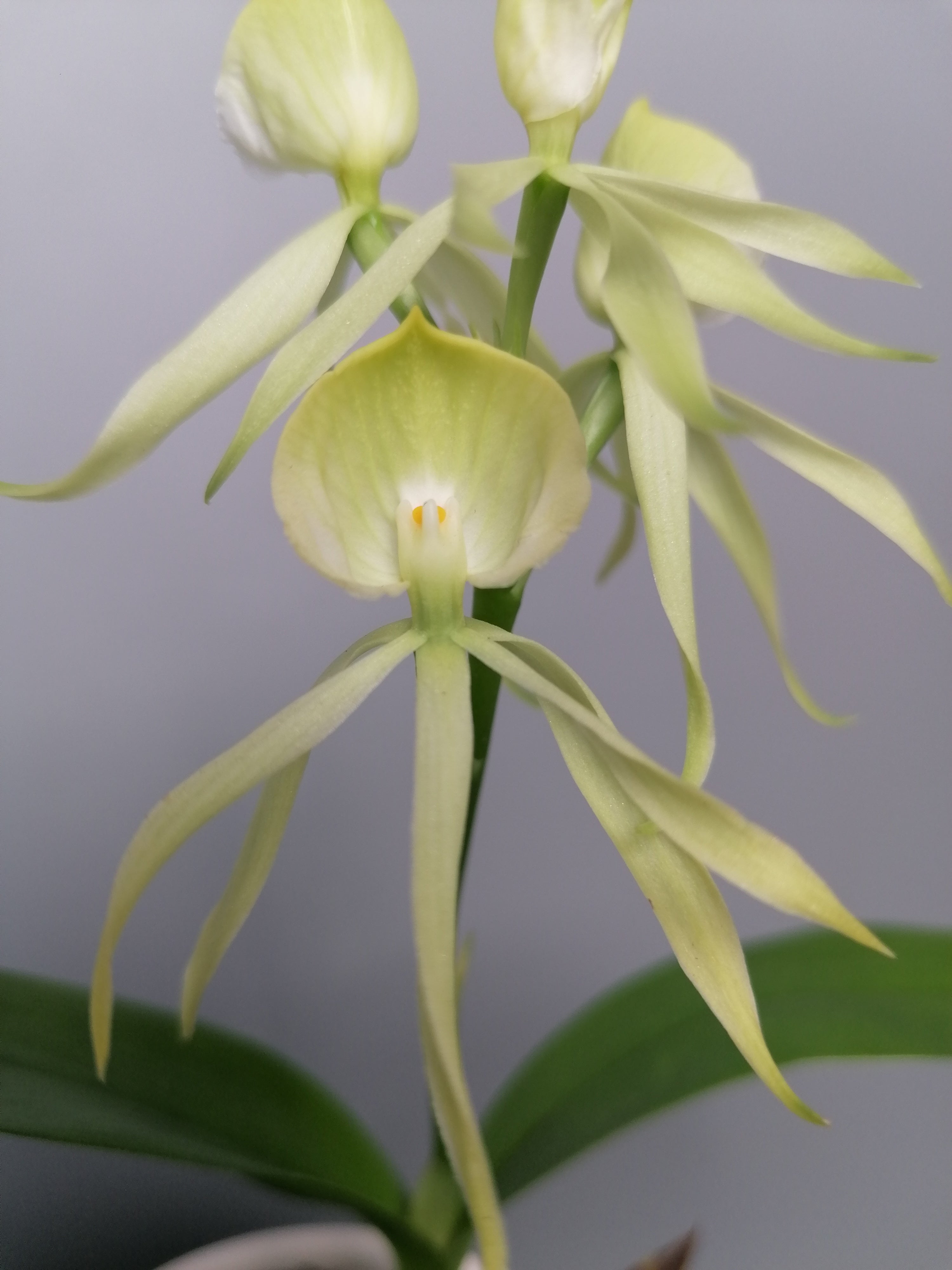 Encyclia cochleata var. alba