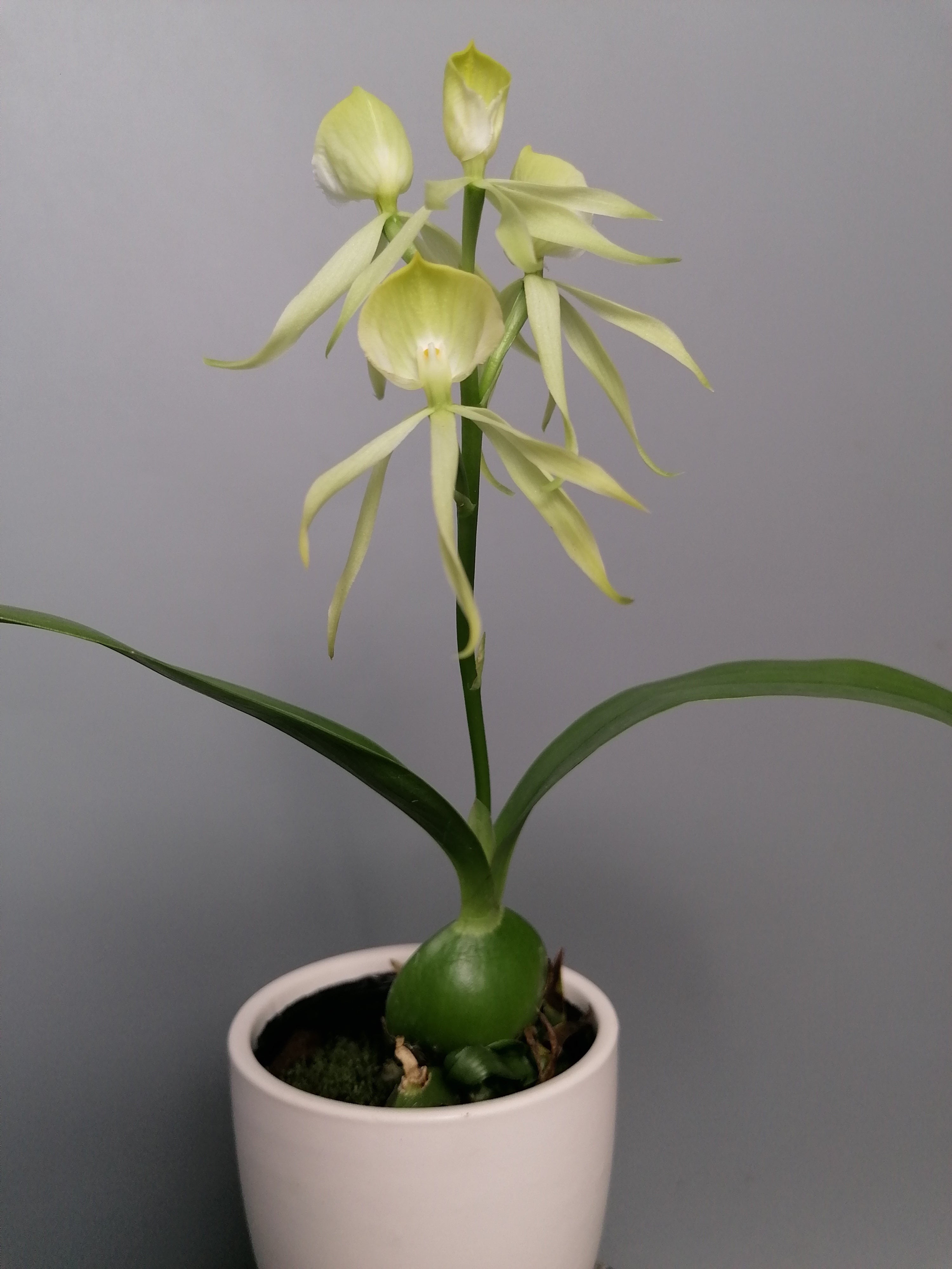 Encyclia cochleata var. alba