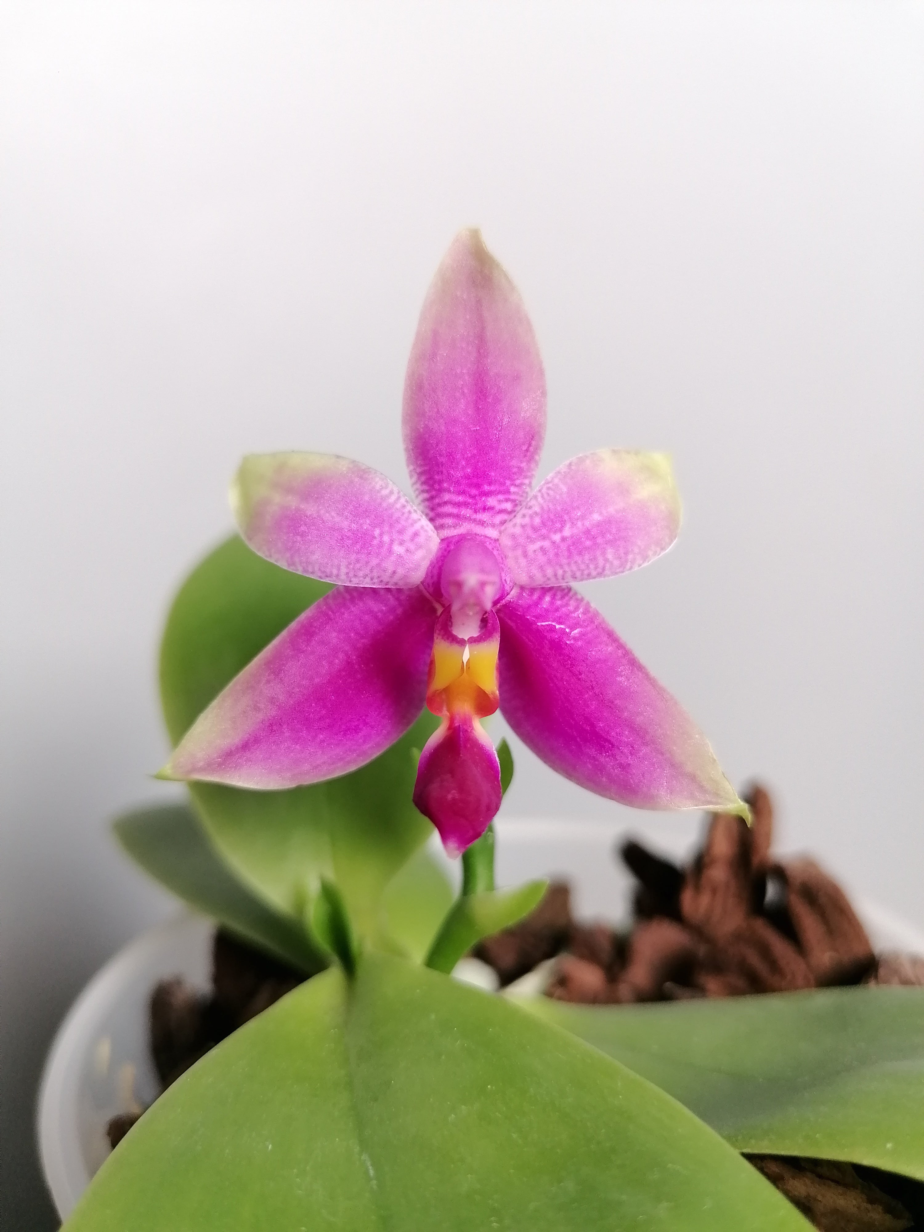 Phalaenopsis violacea "Malaysia"