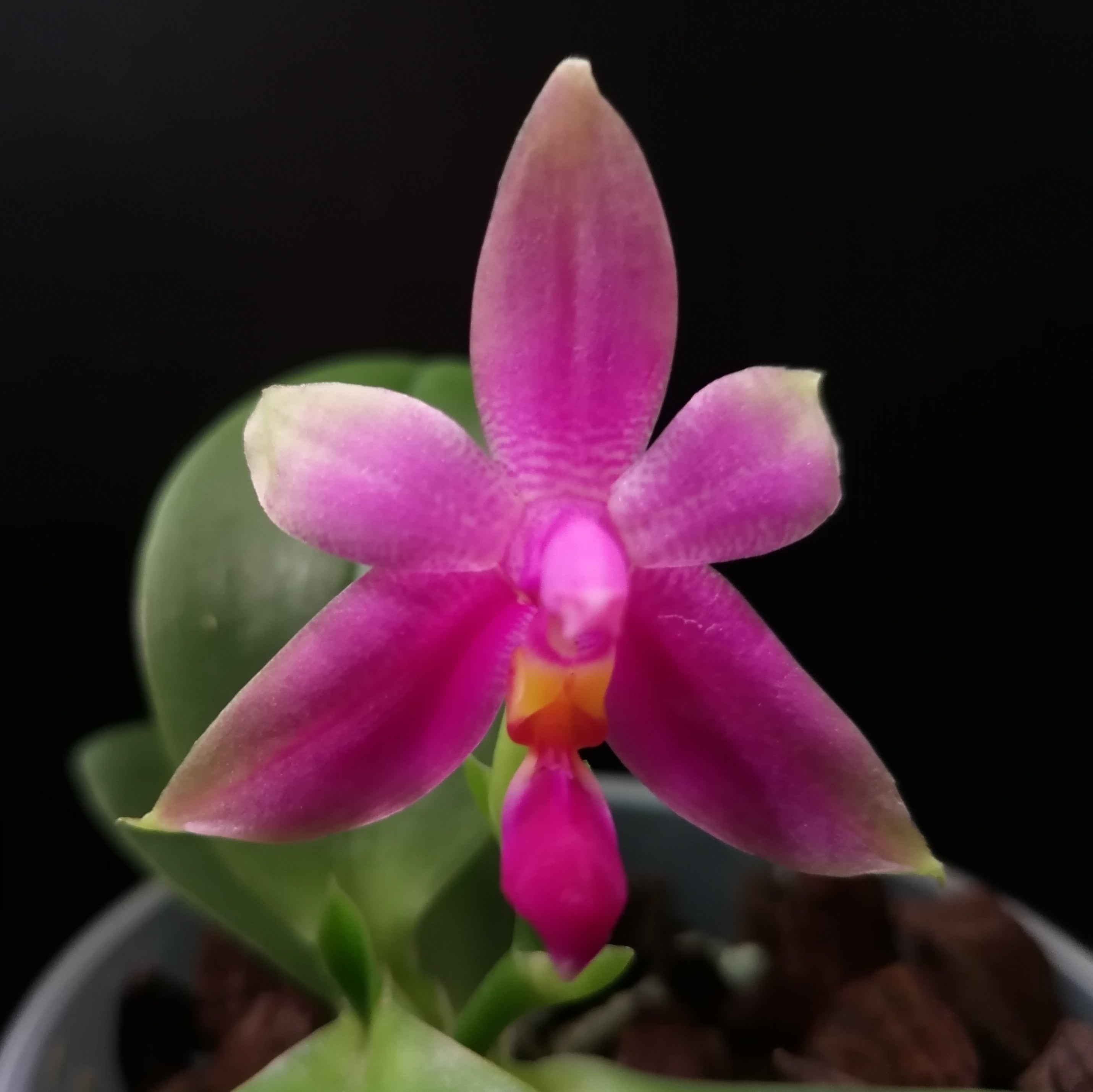 Phalaenopsis violacea "Malaysia"