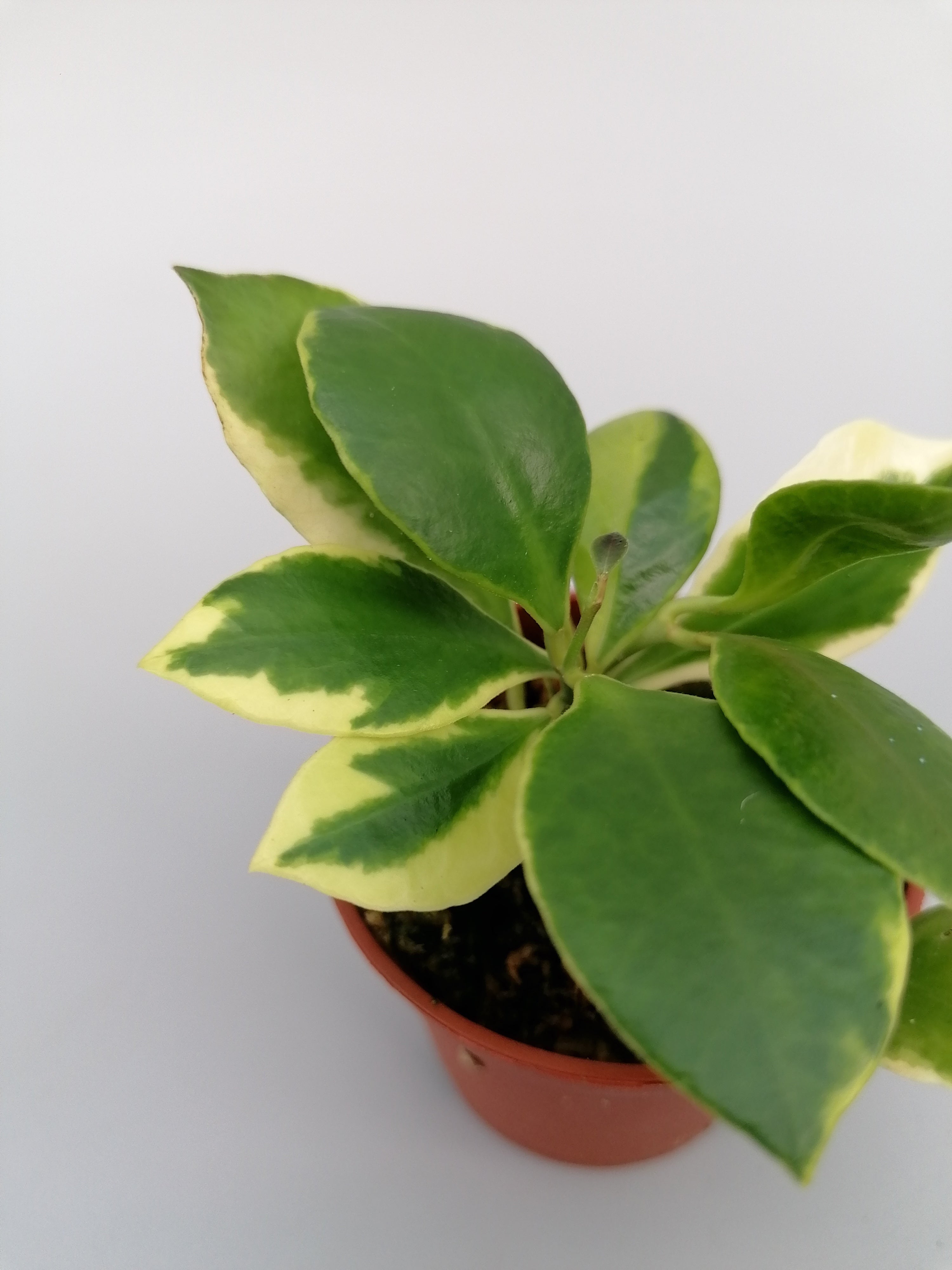 Hoya heuschkeliana (outer variegated)