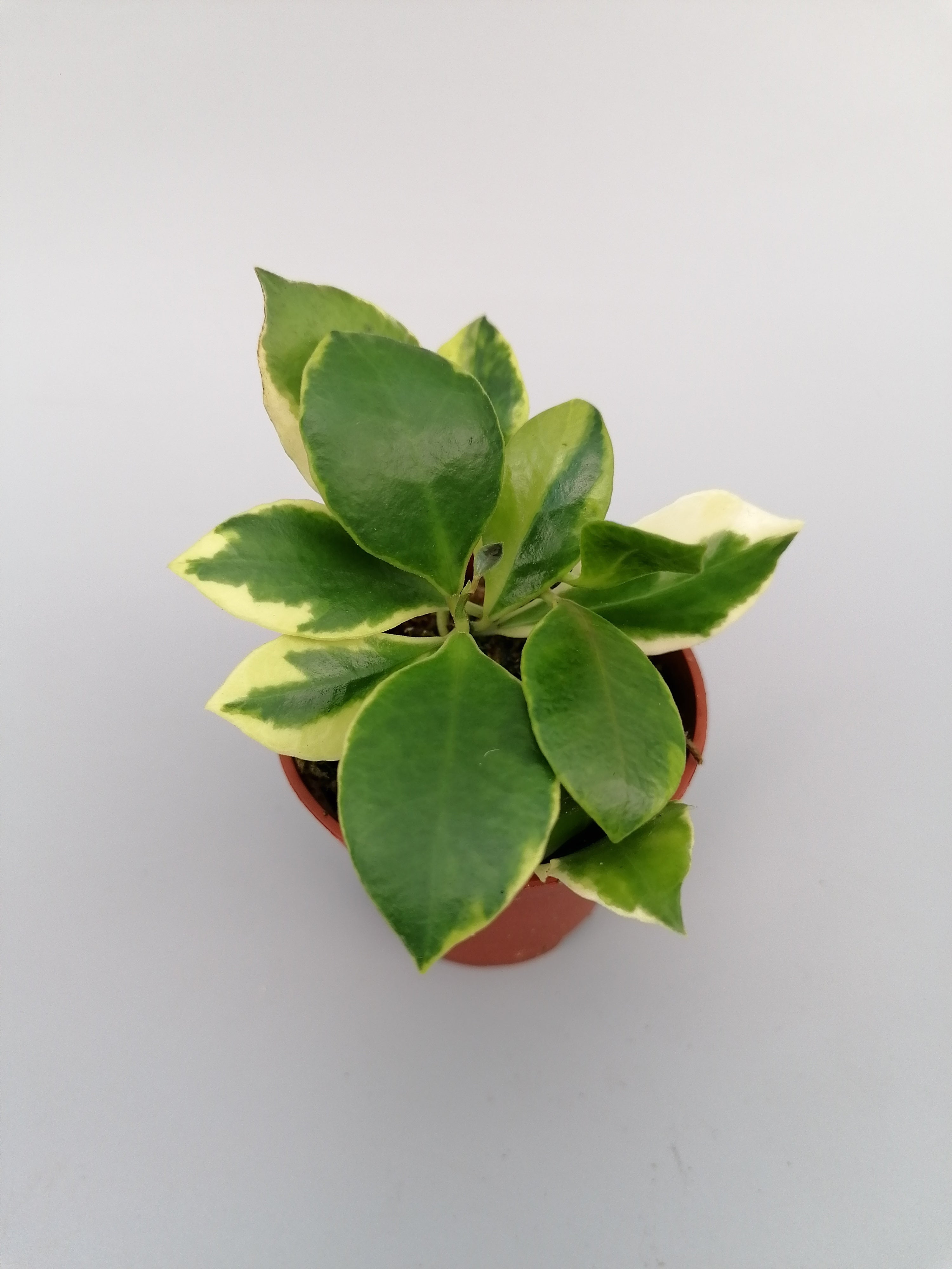 Hoya heuschkeliana (outer variegated)