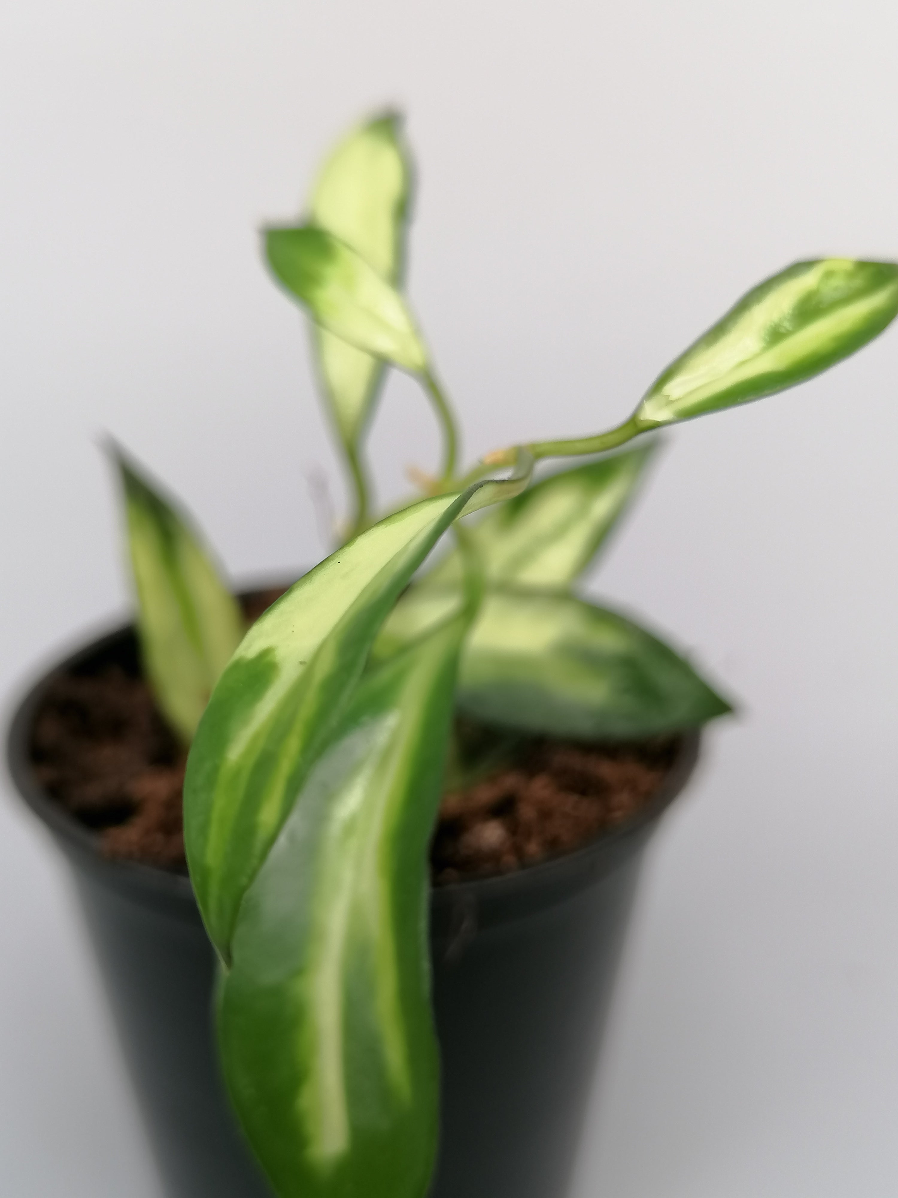 Hoya lacunosa variegata