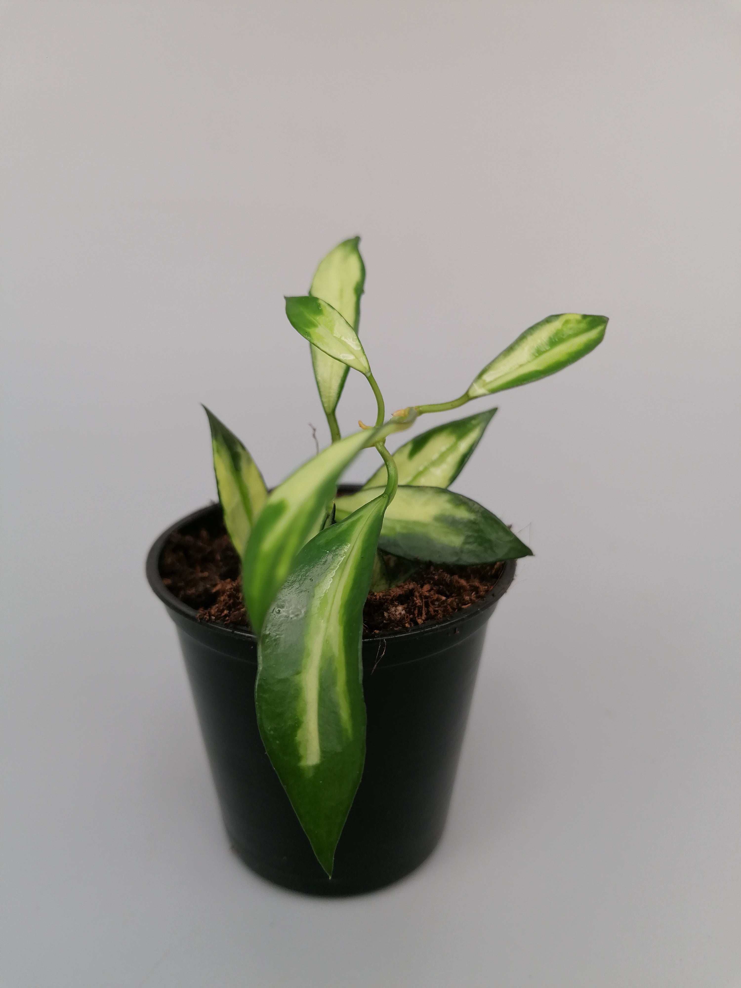 Hoya lacunosa variegata