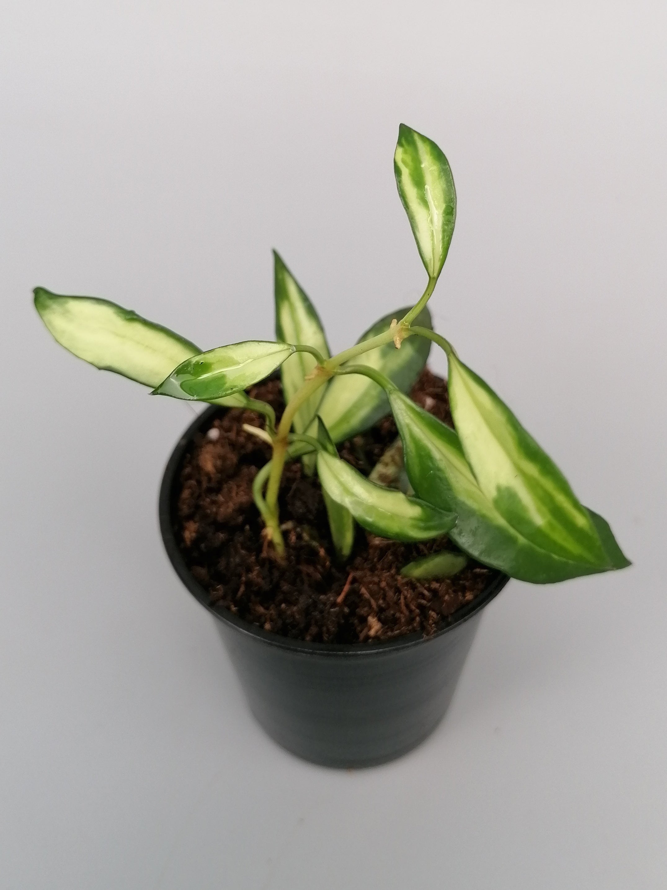 Hoya lacunosa variegata