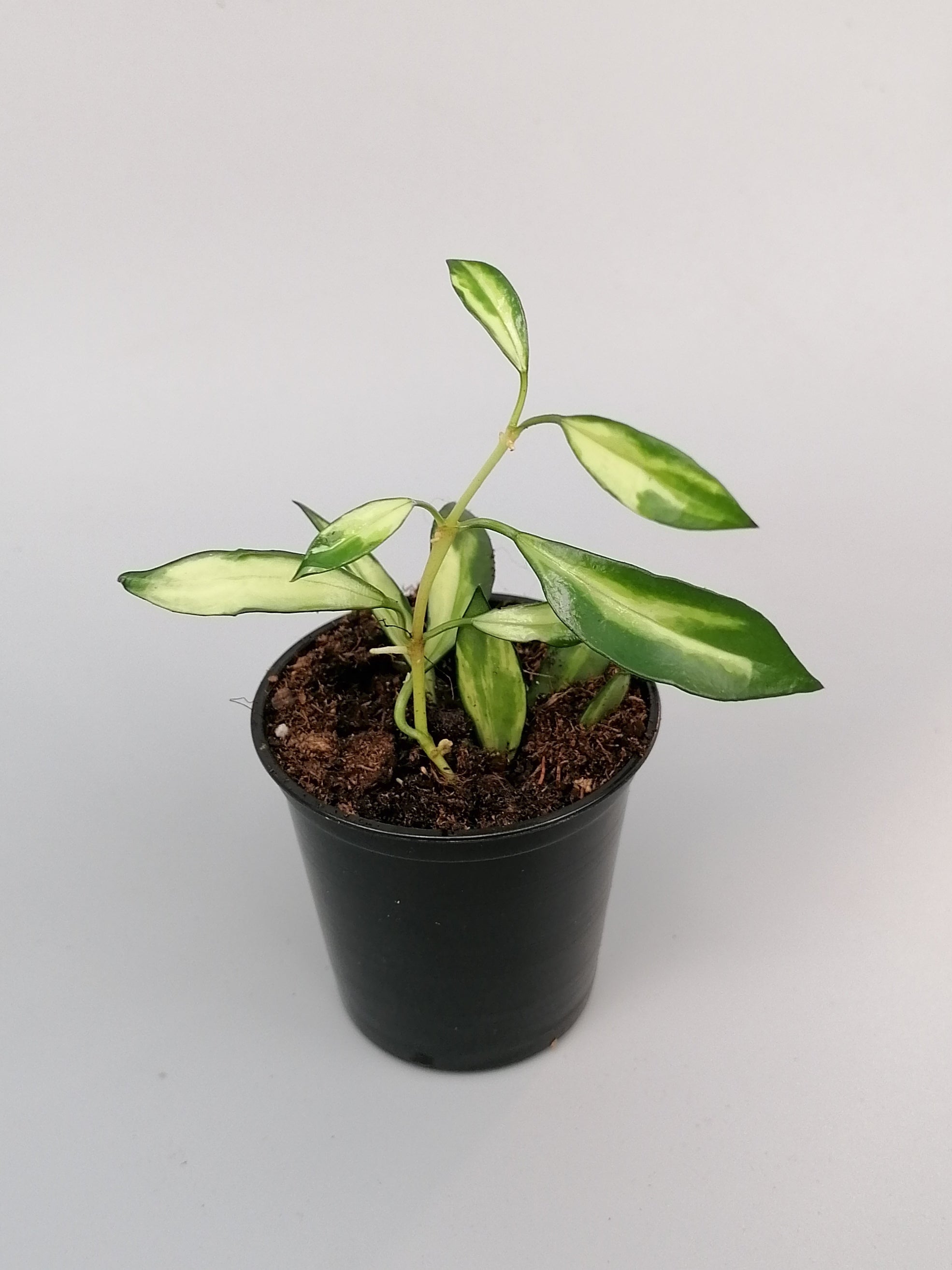 Hoya lacunosa variegata