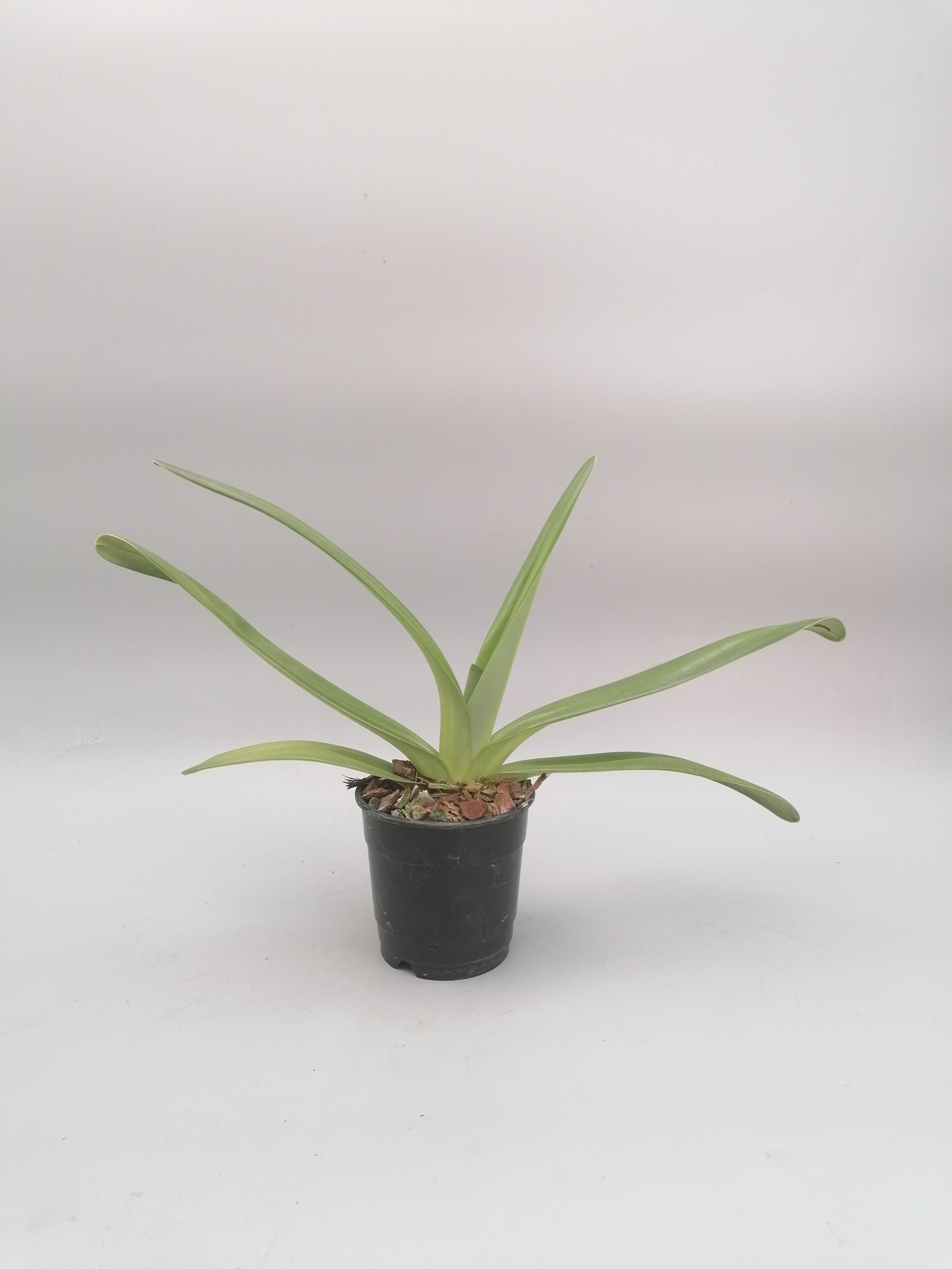 Paphiopedilum rothschildianum ''USA''