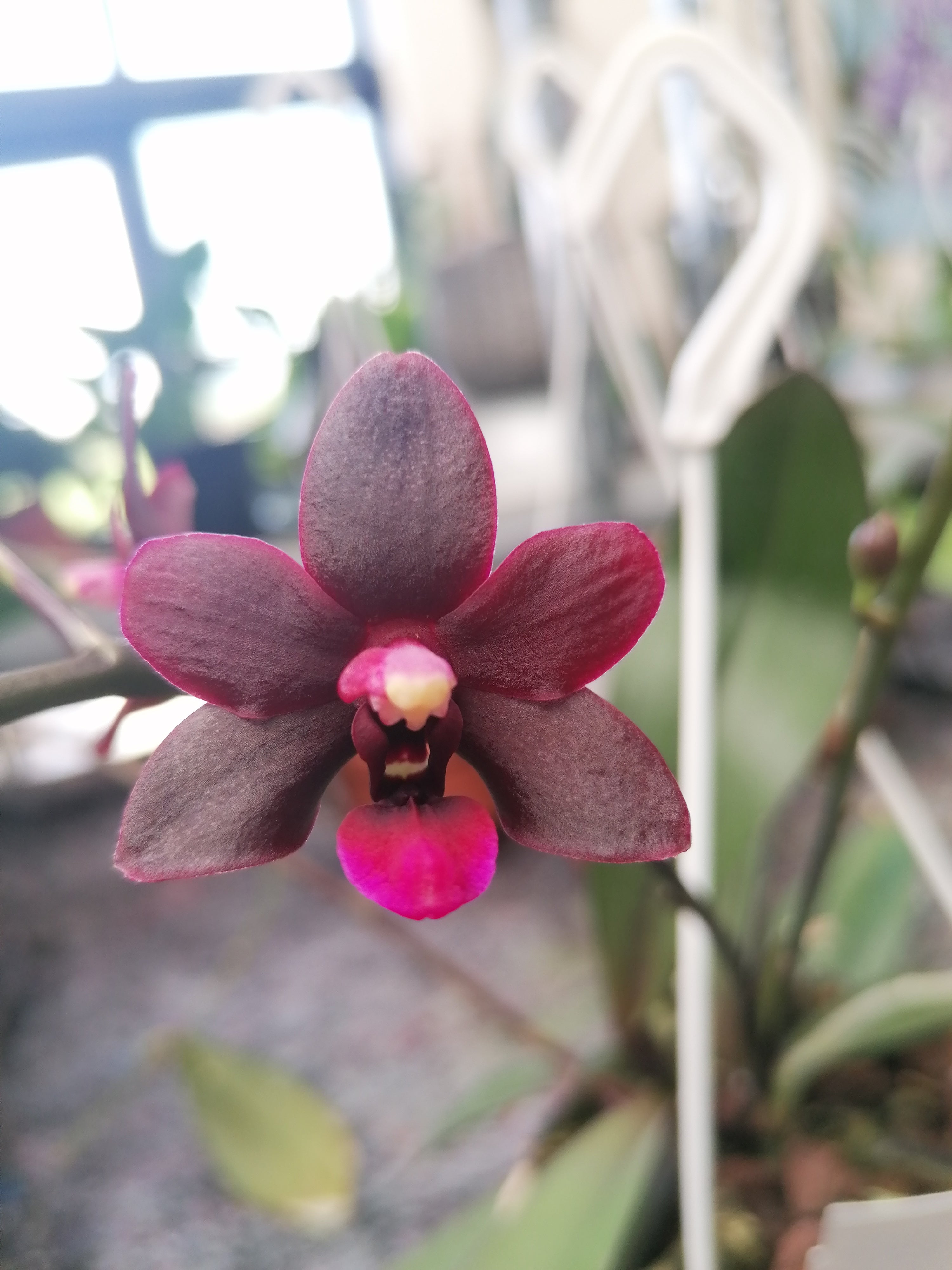 Doritaenopsis Jim x Phal. Golden Peoker Black Bird