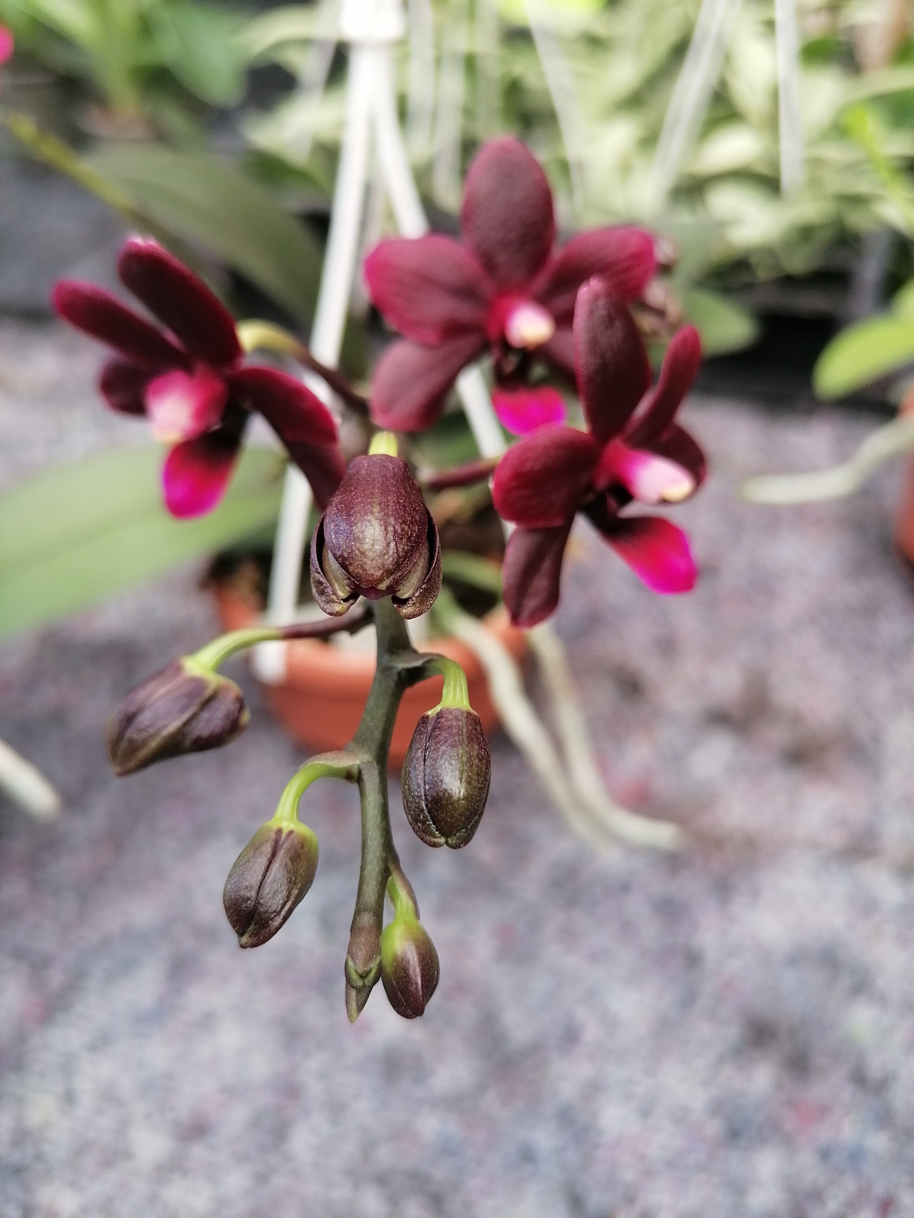 Doritaenopsis Jim x Phal. Golden Peoker Black Bird