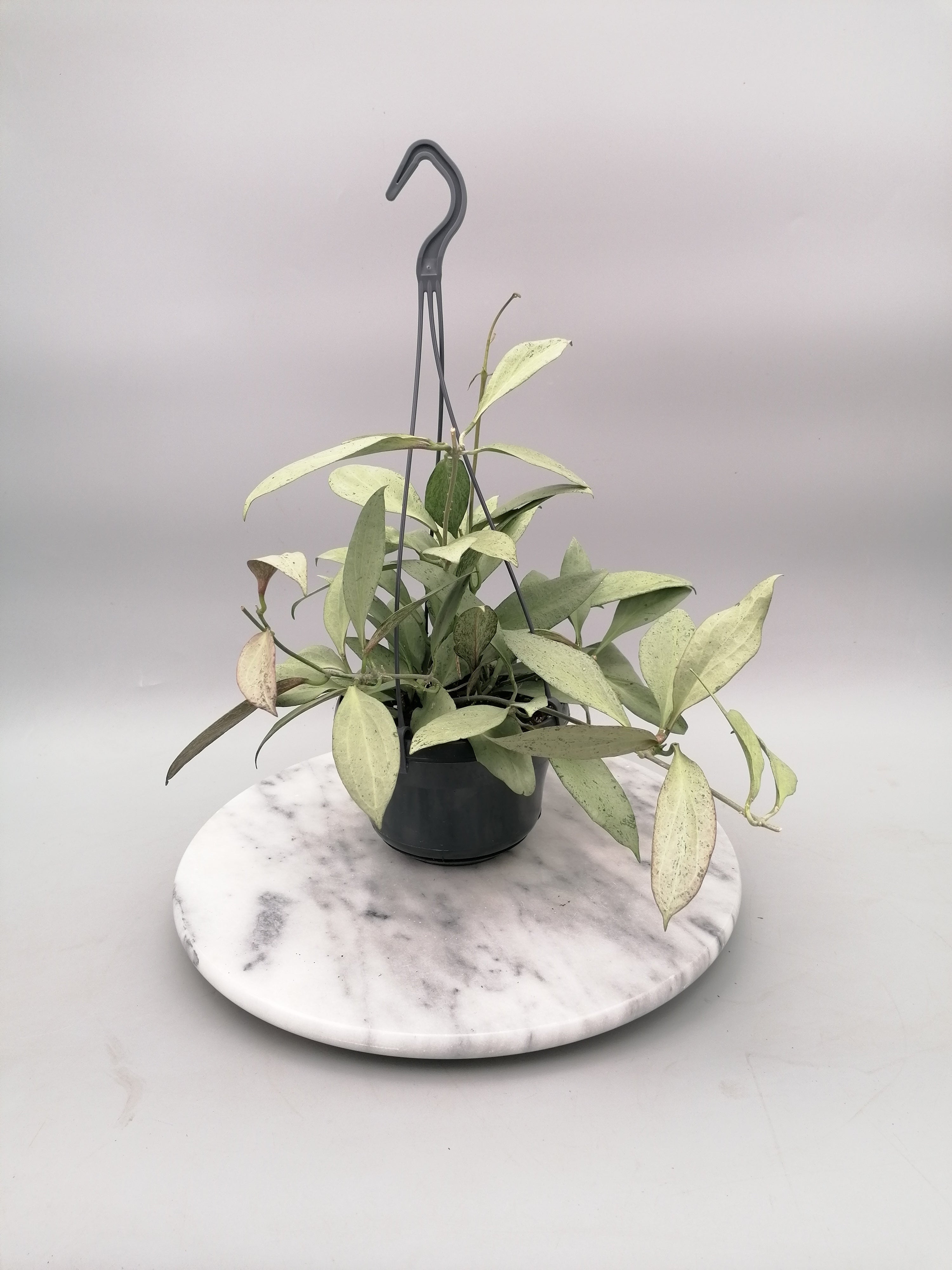 Hoya nicholsoniae New Guinea Ghost "Big Plant"