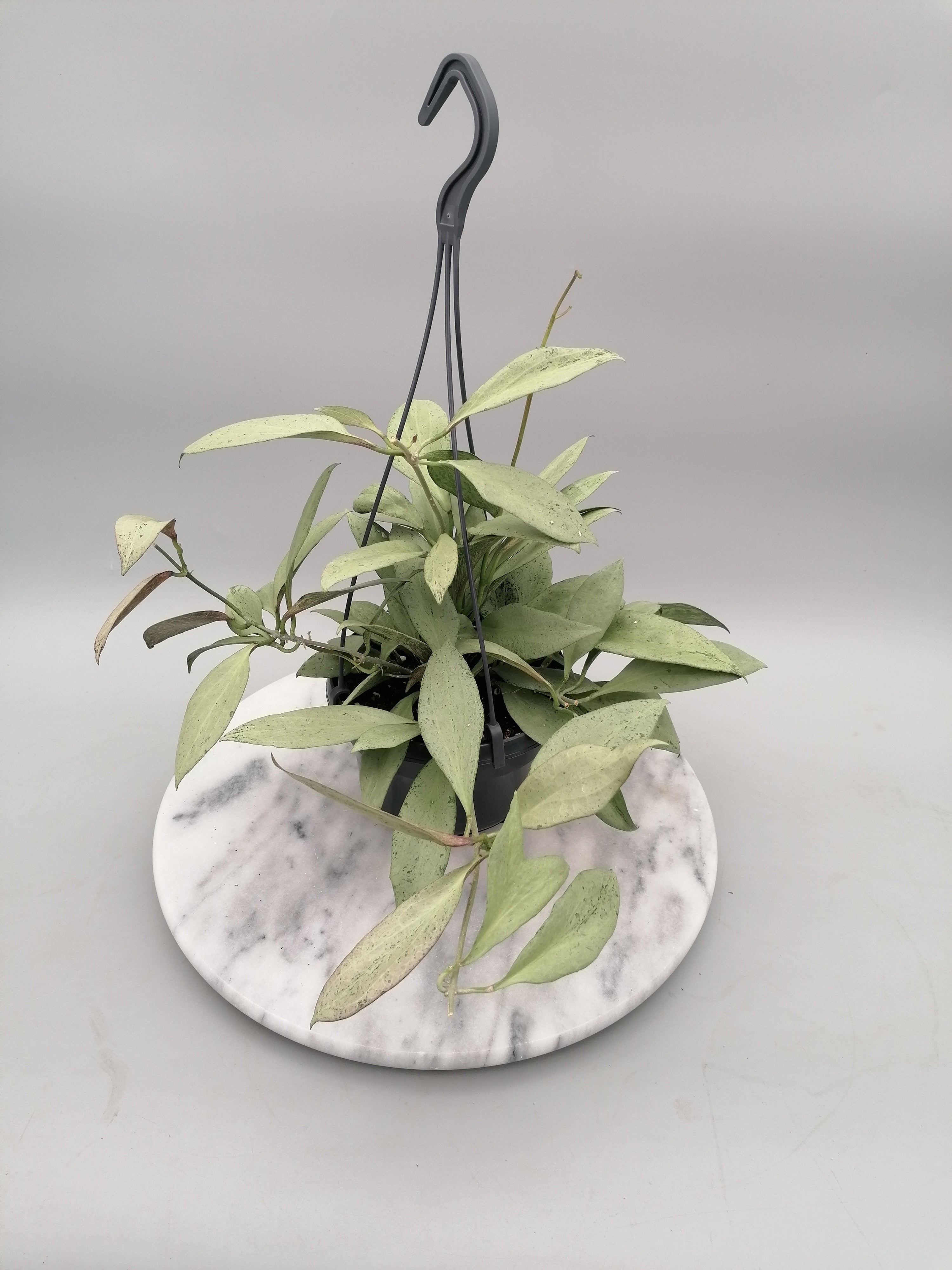 Hoya nicholsoniae New Guinea Ghost "Big Plant"