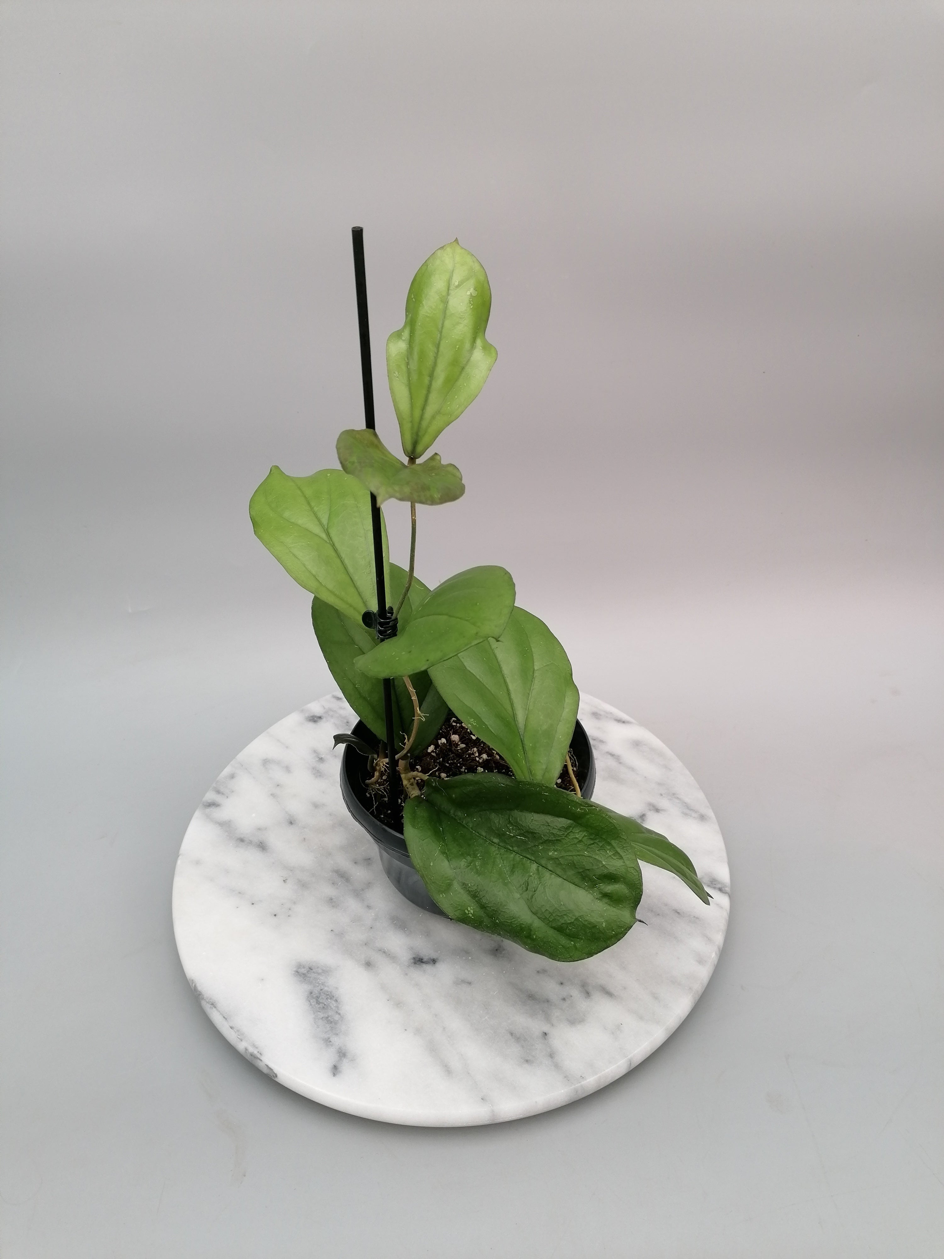 Hoya lambii (Groß pflanze)