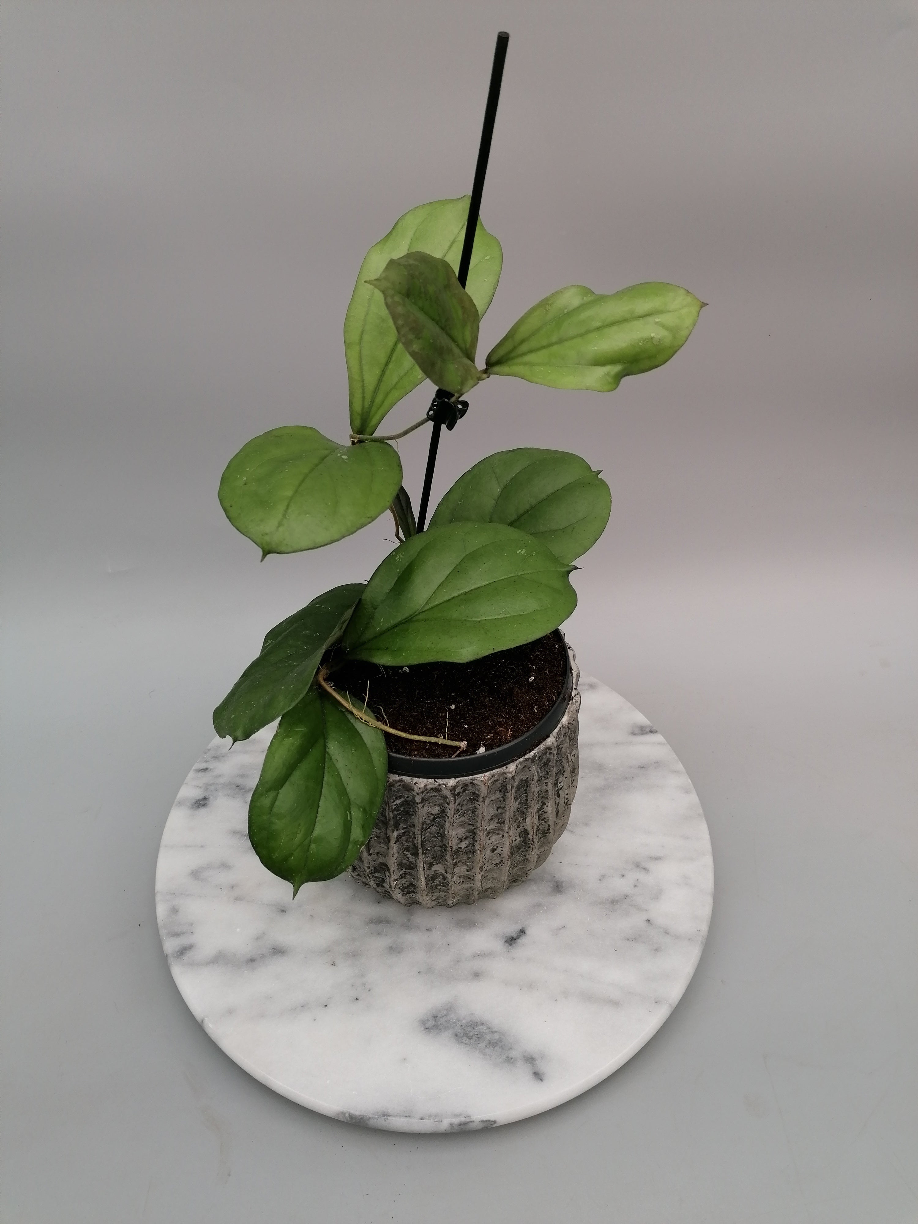 Hoya lambii (Groß pflanze)