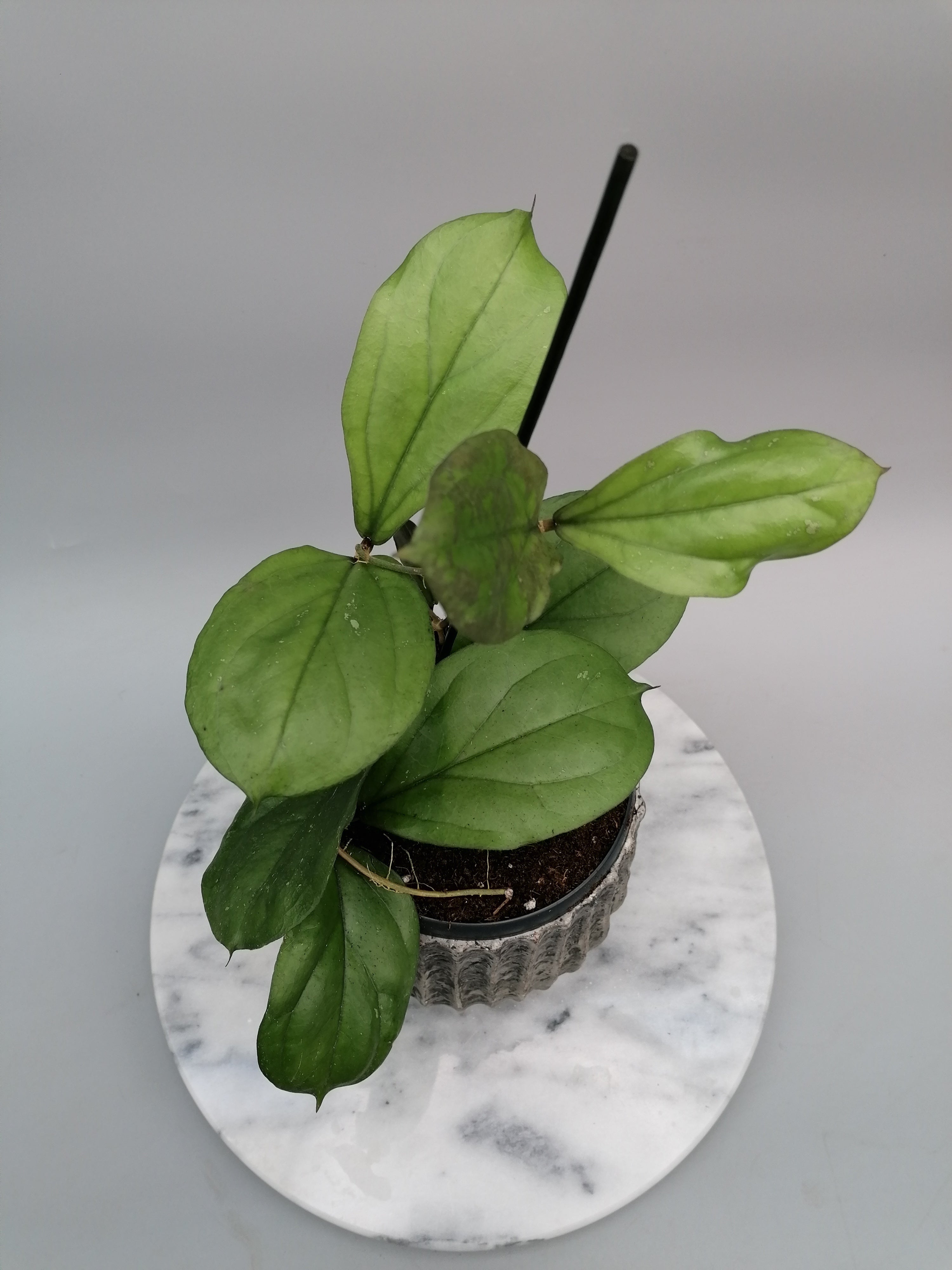 Hoya lambii (Groß pflanze)