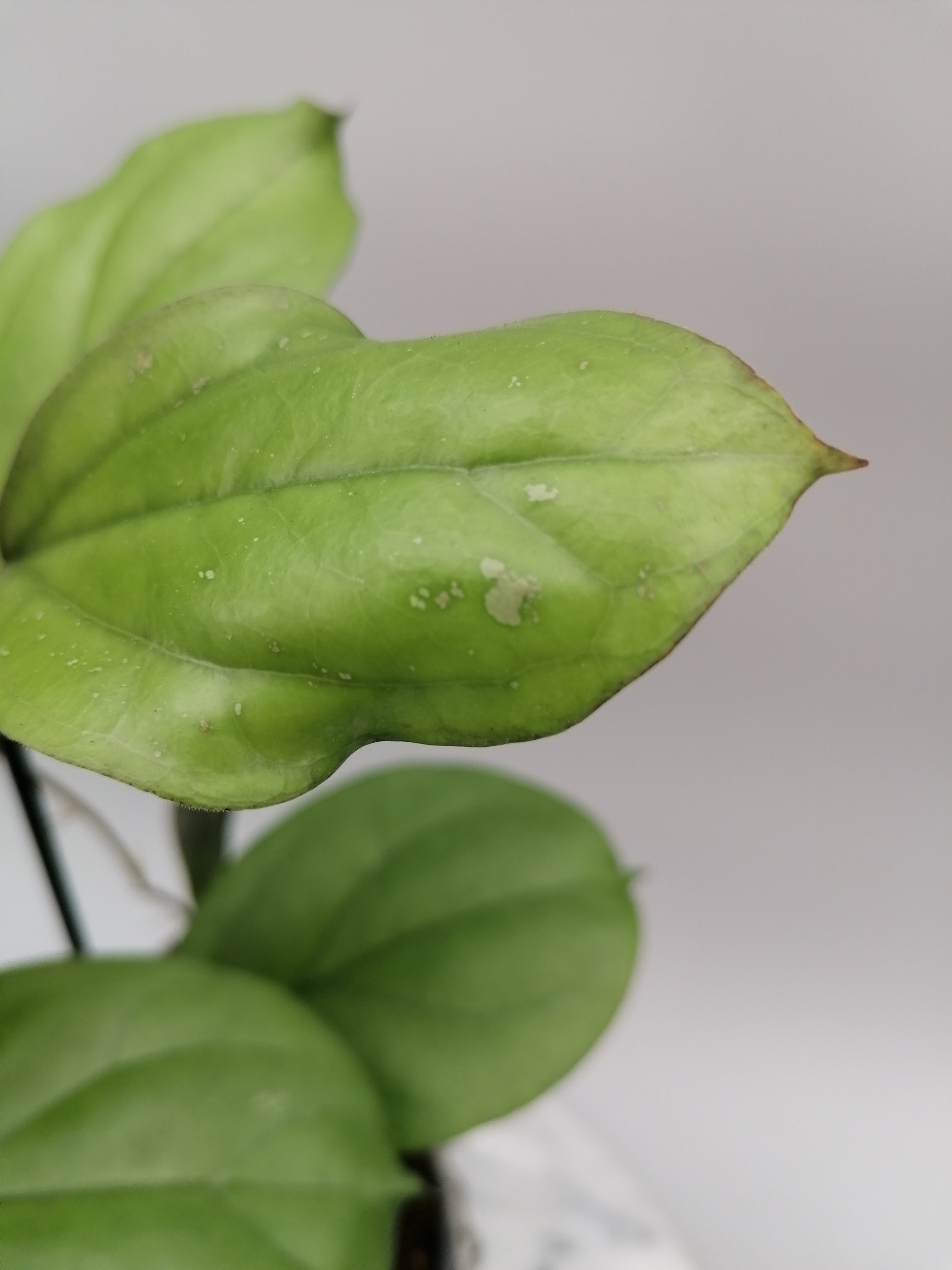 Hoya lambii (Groß pflanze)