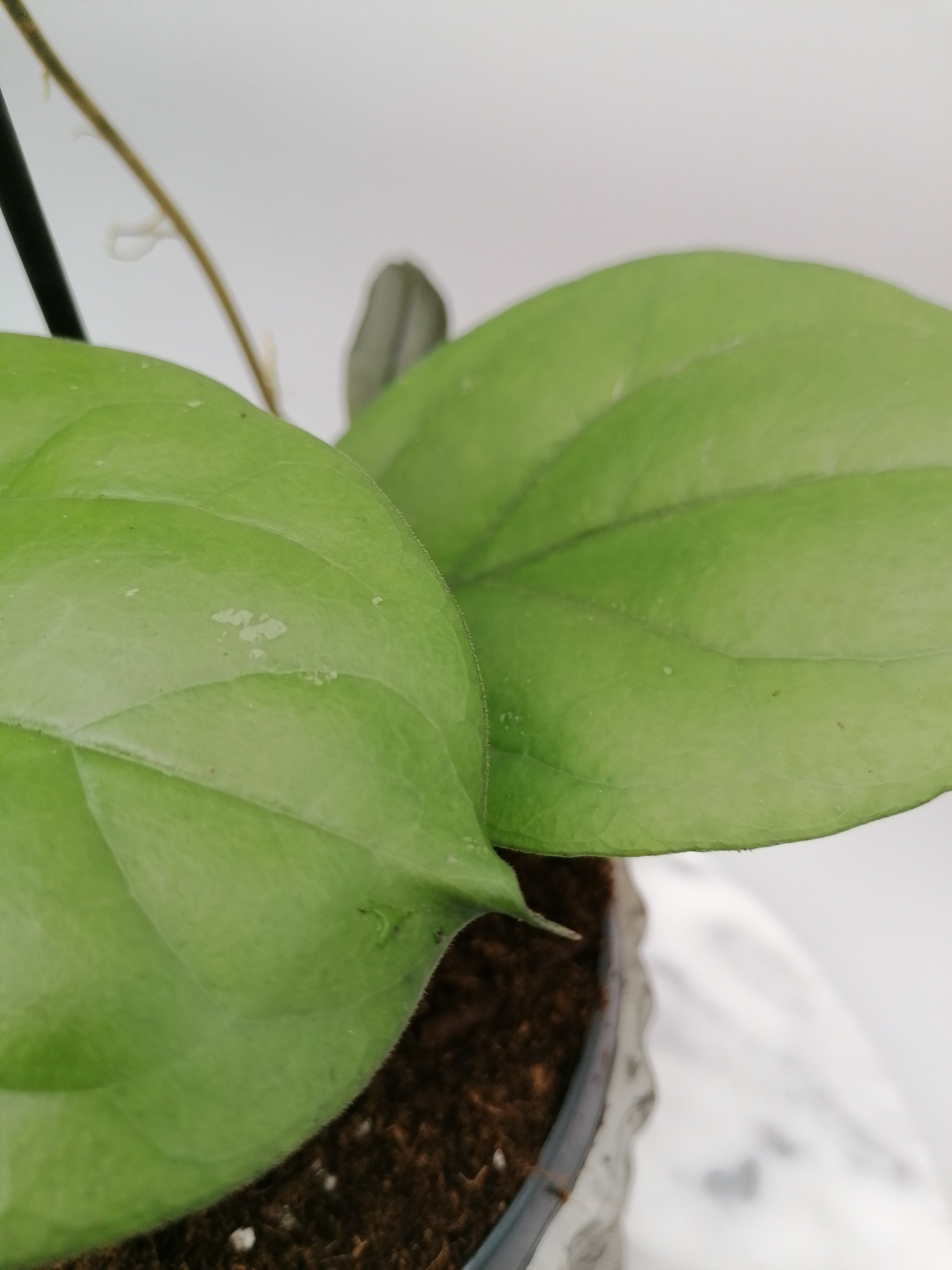 Hoya lambii (Groß pflanze)