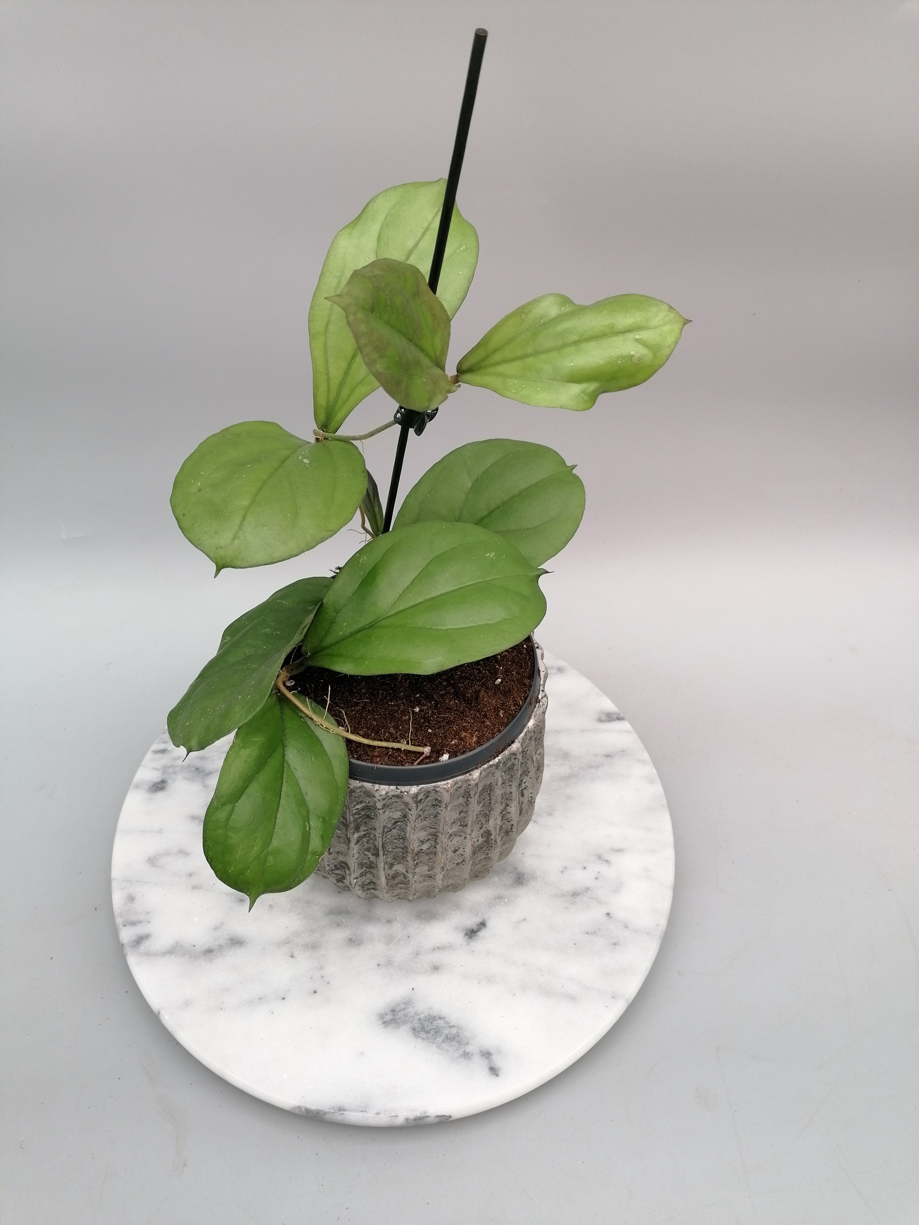 Hoya lambii (Big Plant)