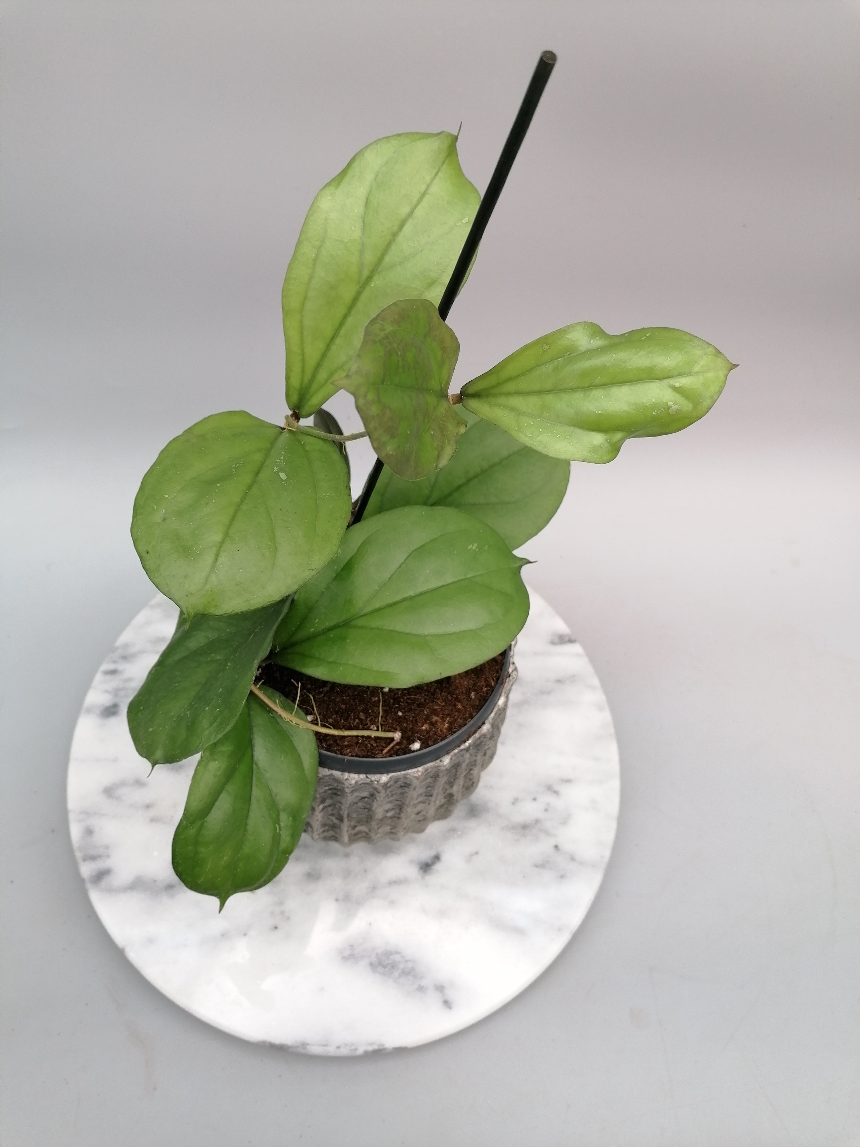 Hoya lambii (Groß pflanze)