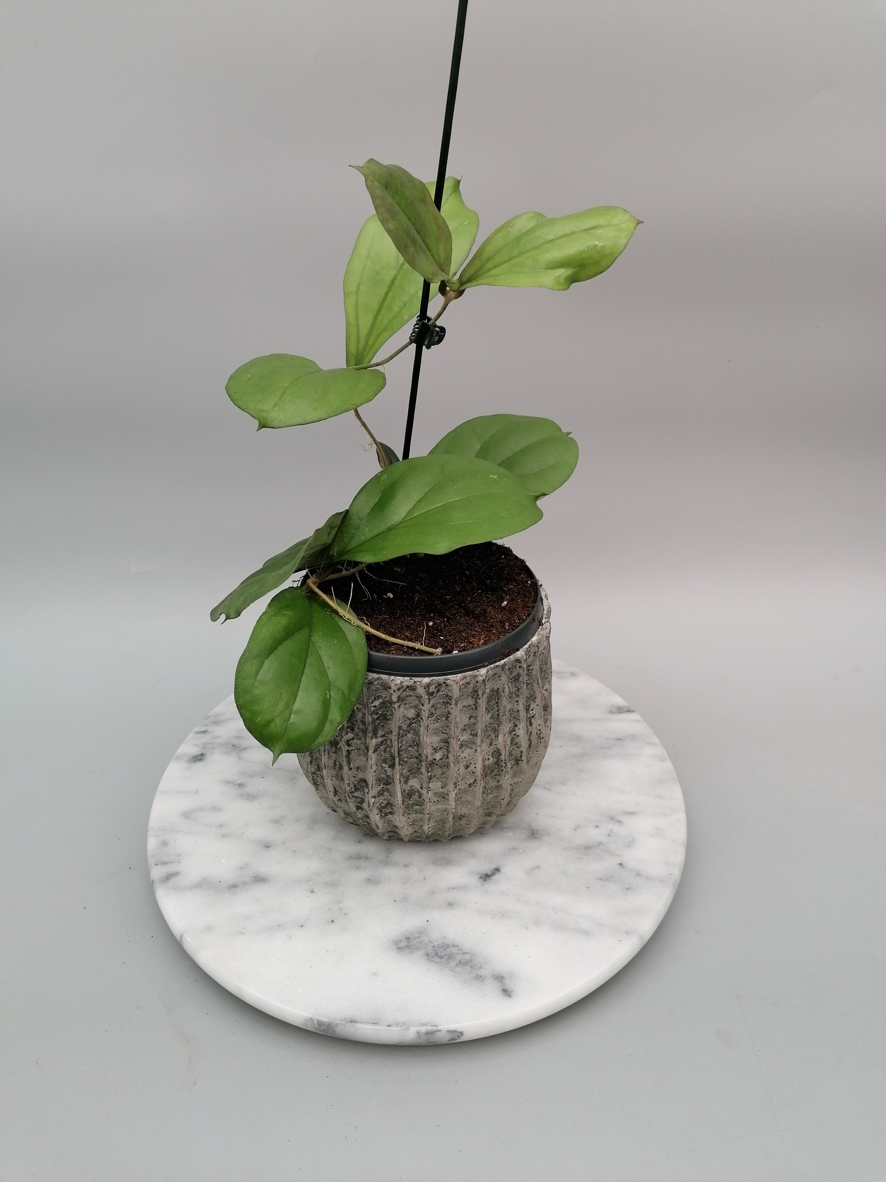 Hoya lambii (Groß pflanze)