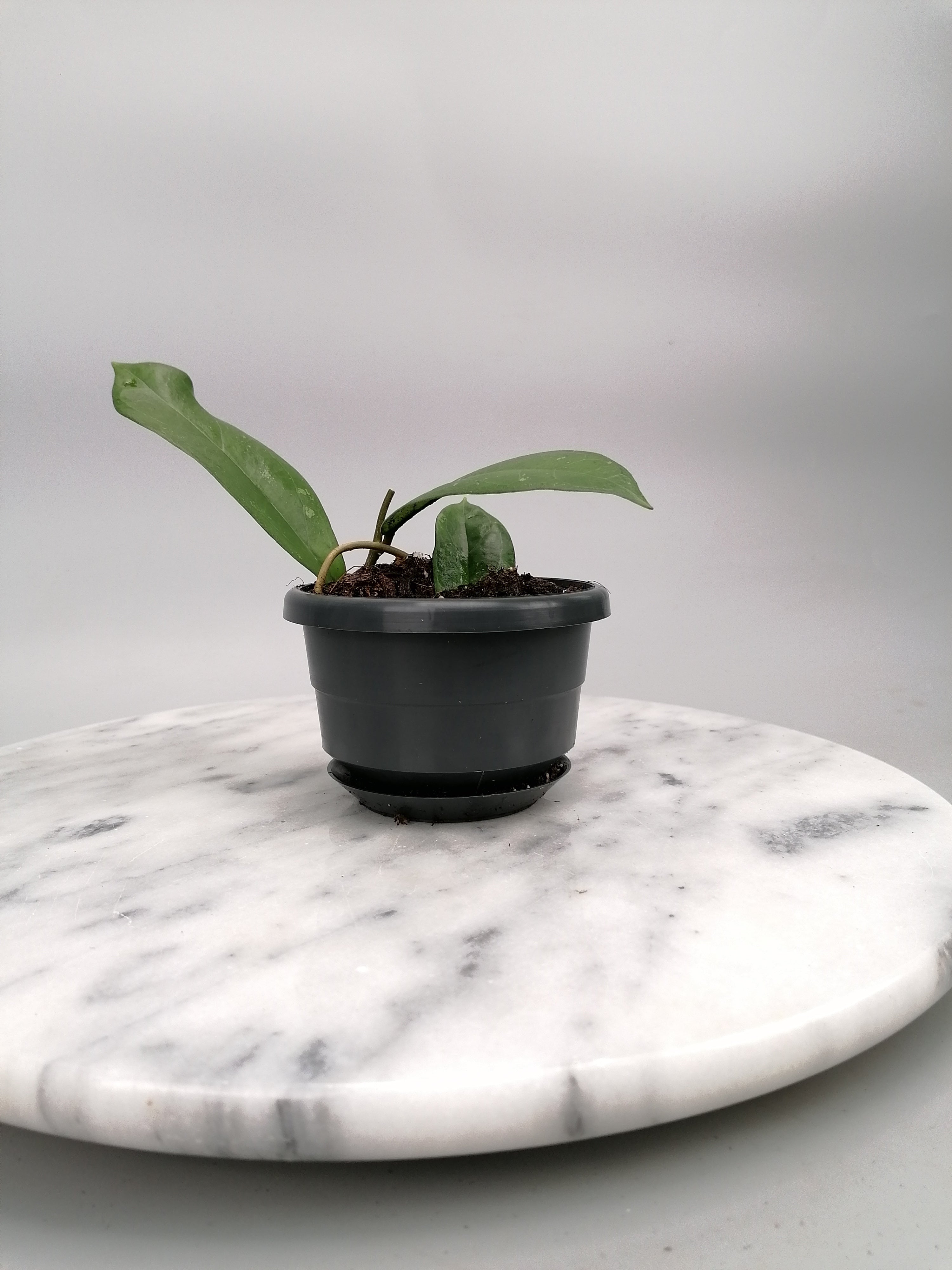 Hoya lambii (Small Plant)