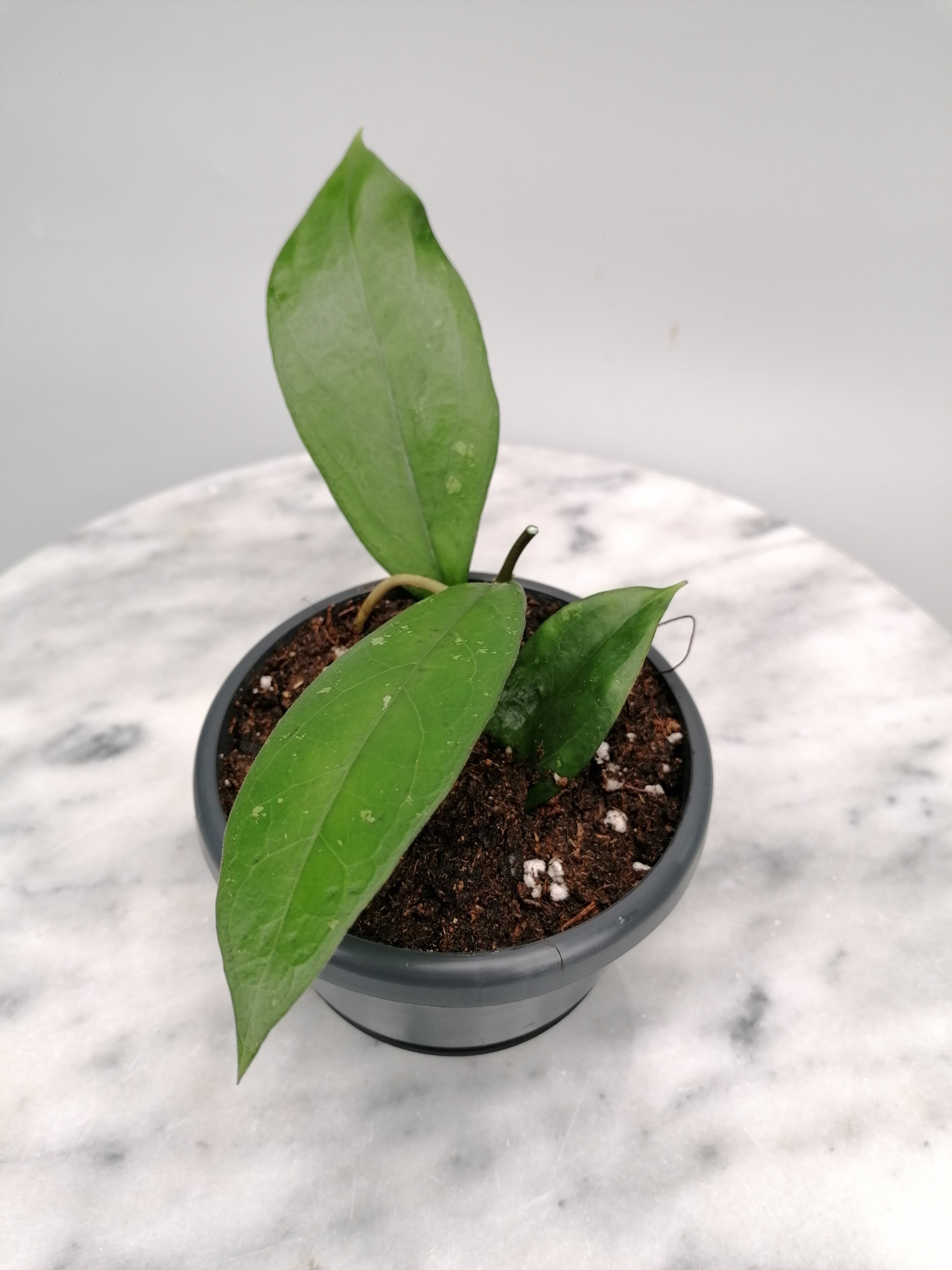 Hoya lambii (Small Plant)