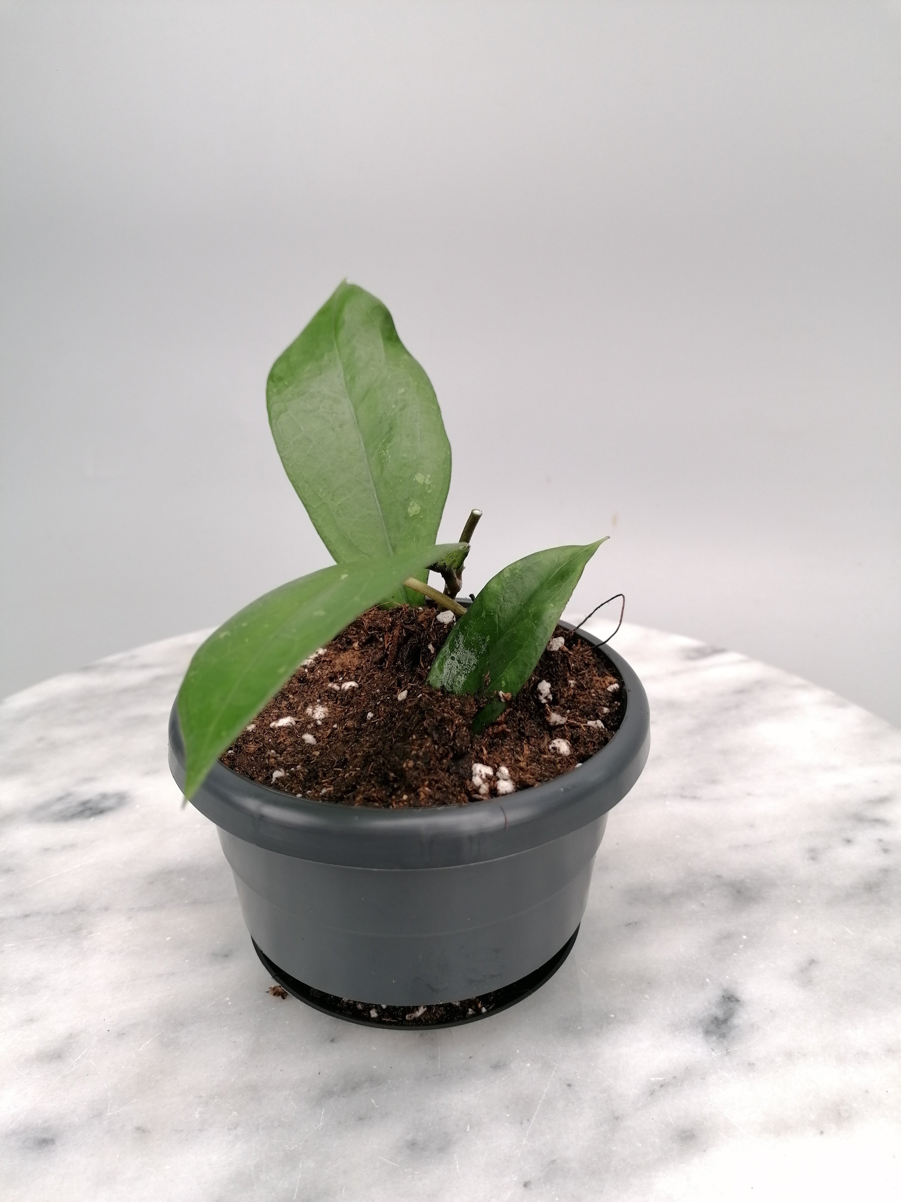 Hoya lambii (Small Plant)