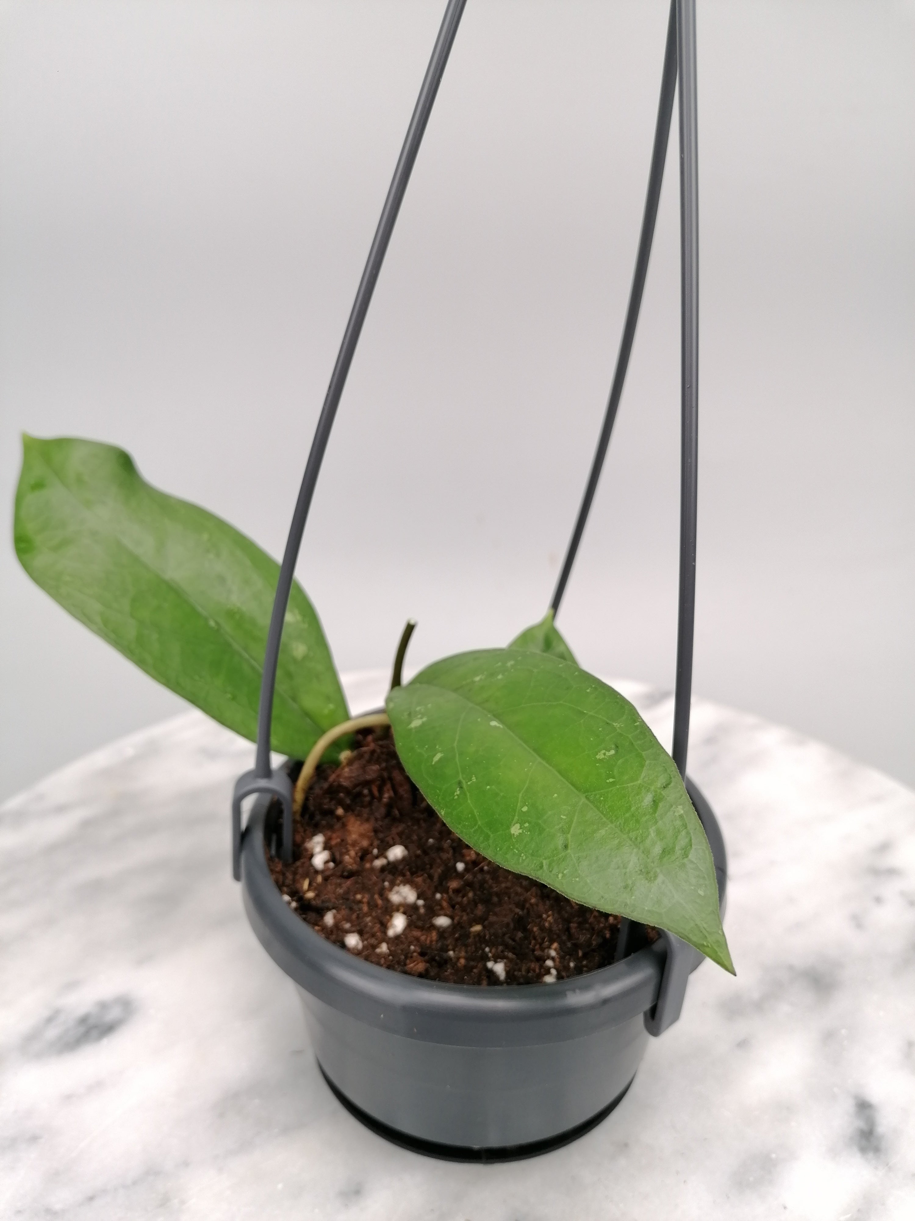 Hoya lambii (Small Plant)