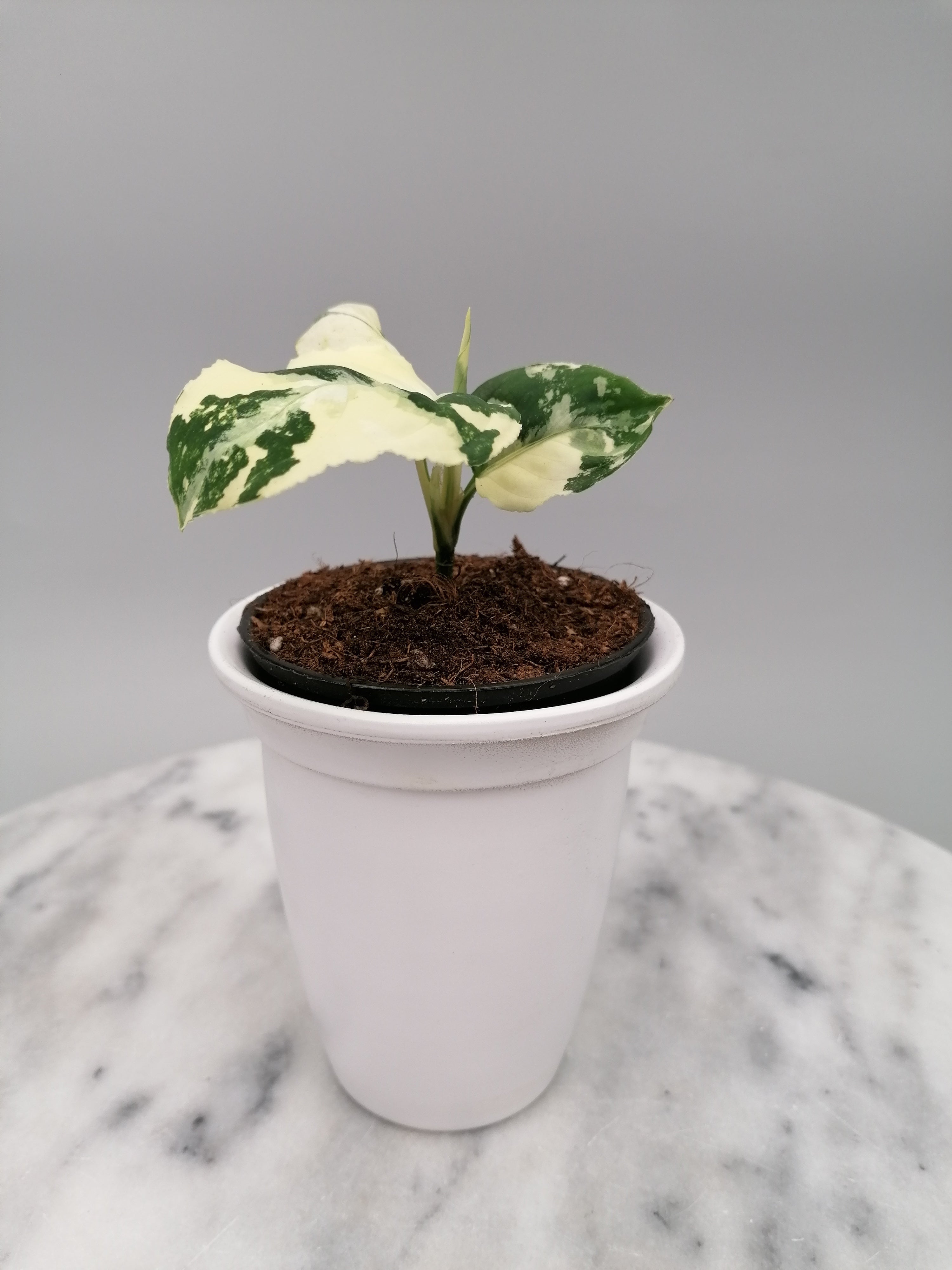 Aglaonema Pictum Tricolor Alba Variegation (Nr 1)